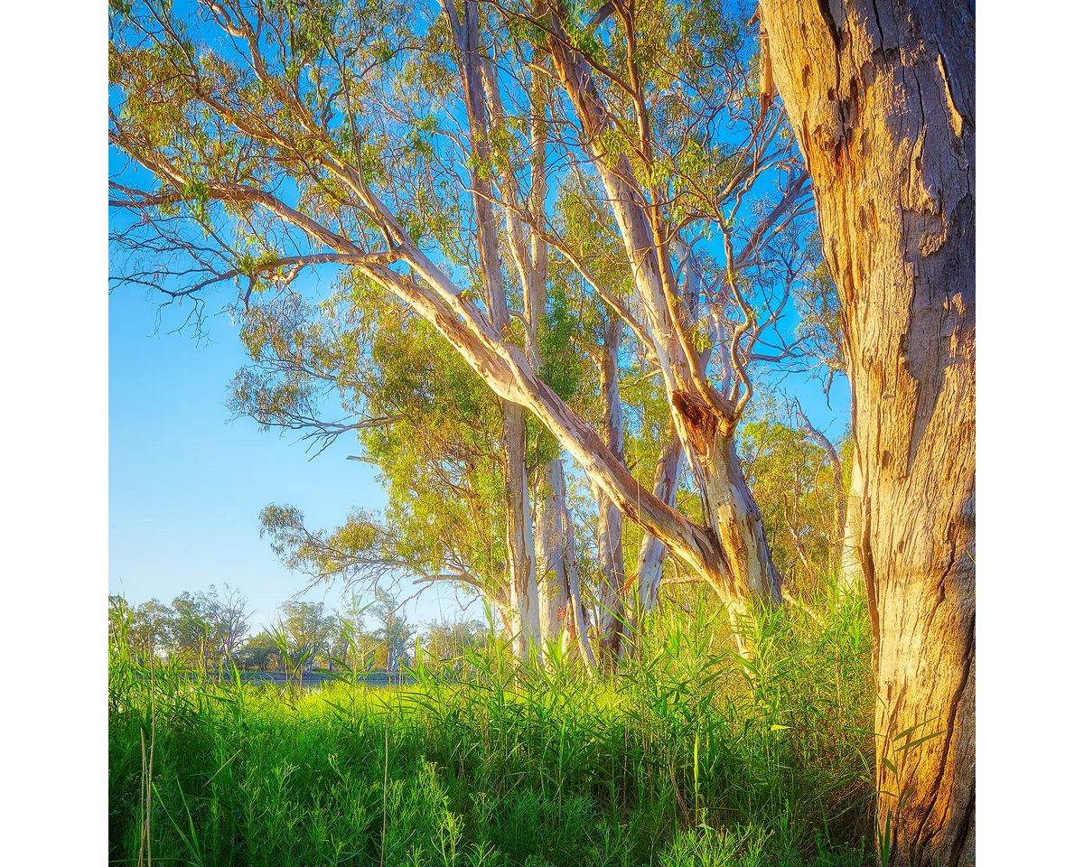 Leaning In. Gum trees beside Murray River, South Australia.