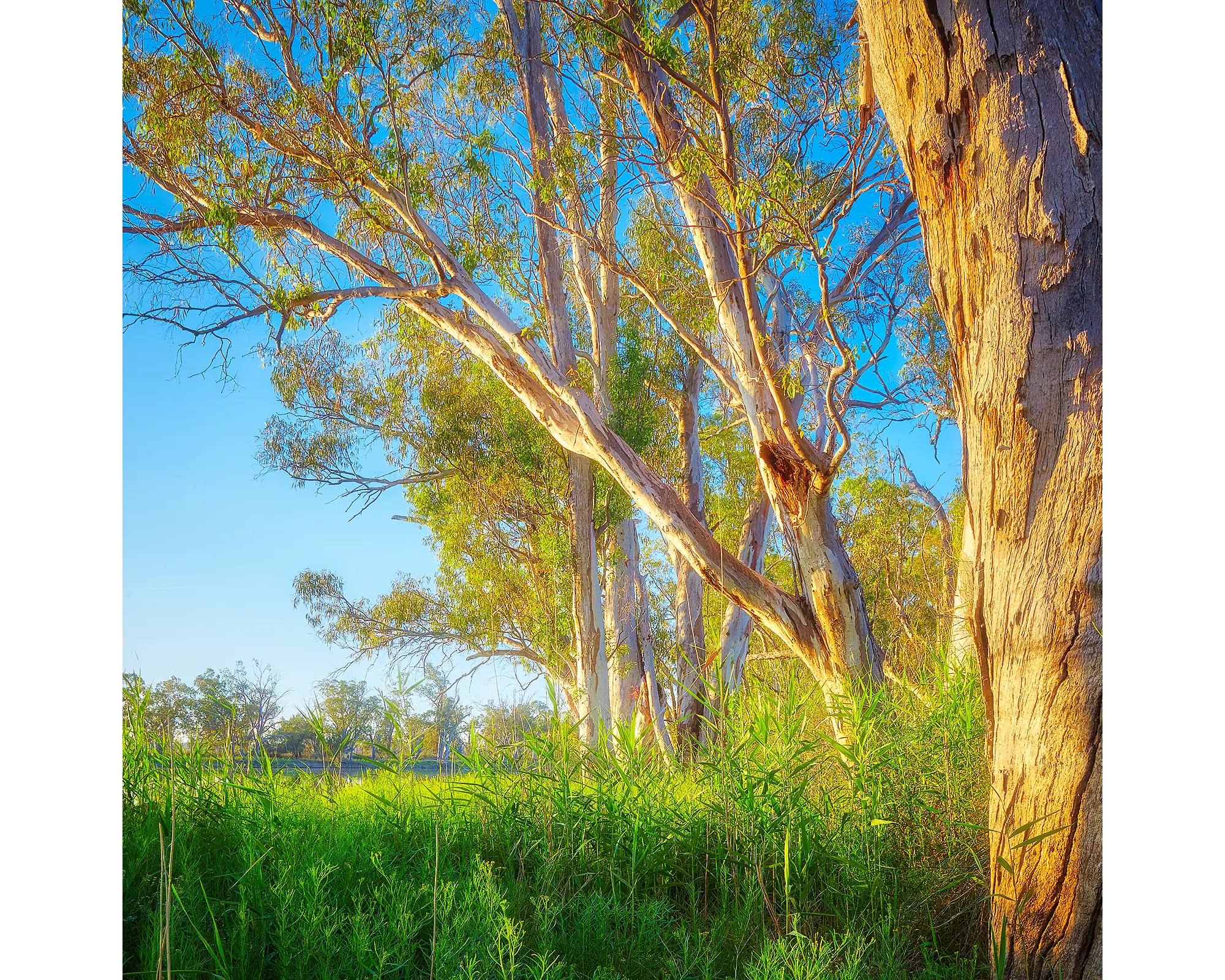 Leaning In. Gum trees beside Murray River, South Australia.