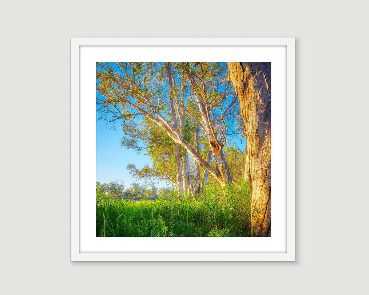 Wall art print of red gums and rushes beside the Murray River with a crystal blue sky. 