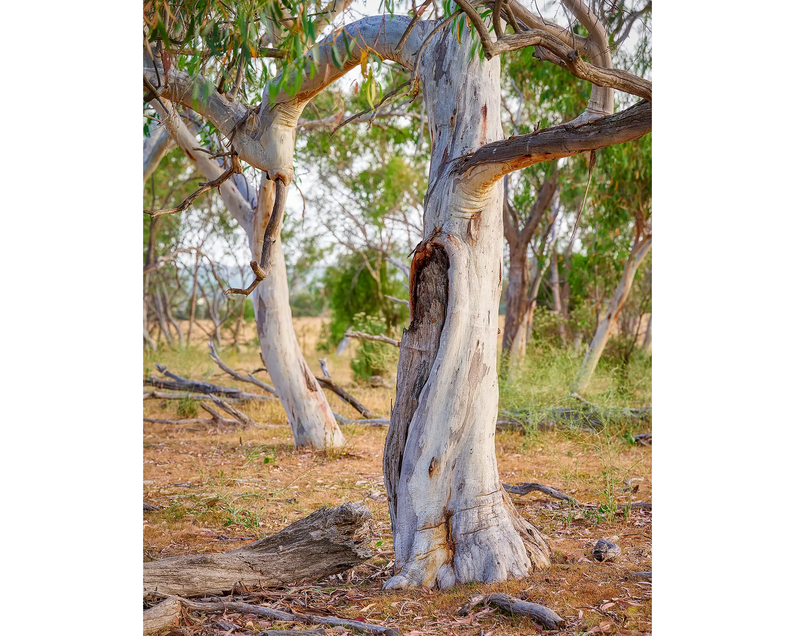 Remnant snow gum with twisted trunk in Aranda bushland, Canberra.
