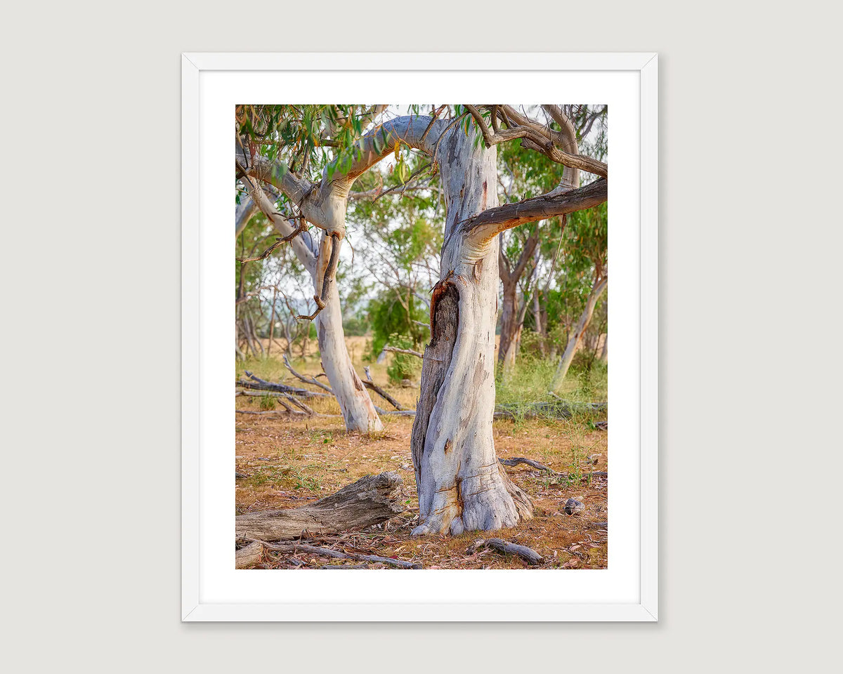 Framed photograph of a remnant snow gum in Aranda, Canberra.