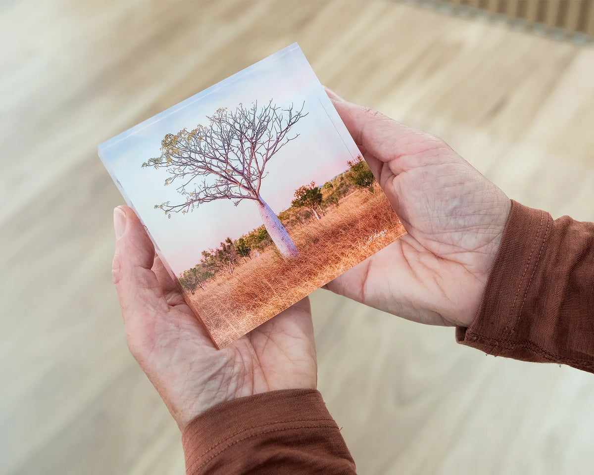 Little One. Acrylic block of a boab tree East Kimberley, being hand held.