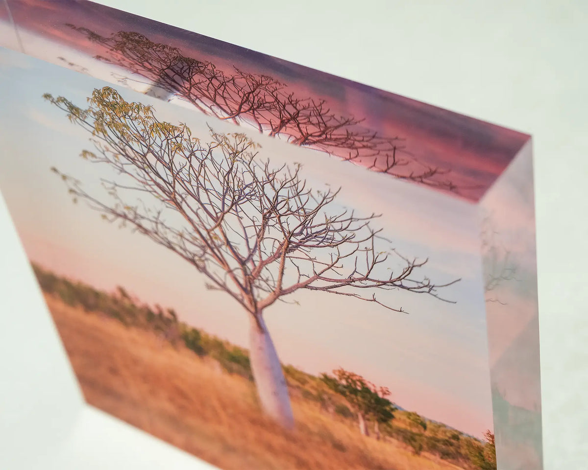 Little one. Acrylic block of a Boab tree, the Kimberley, top corner image showing 3D effect.