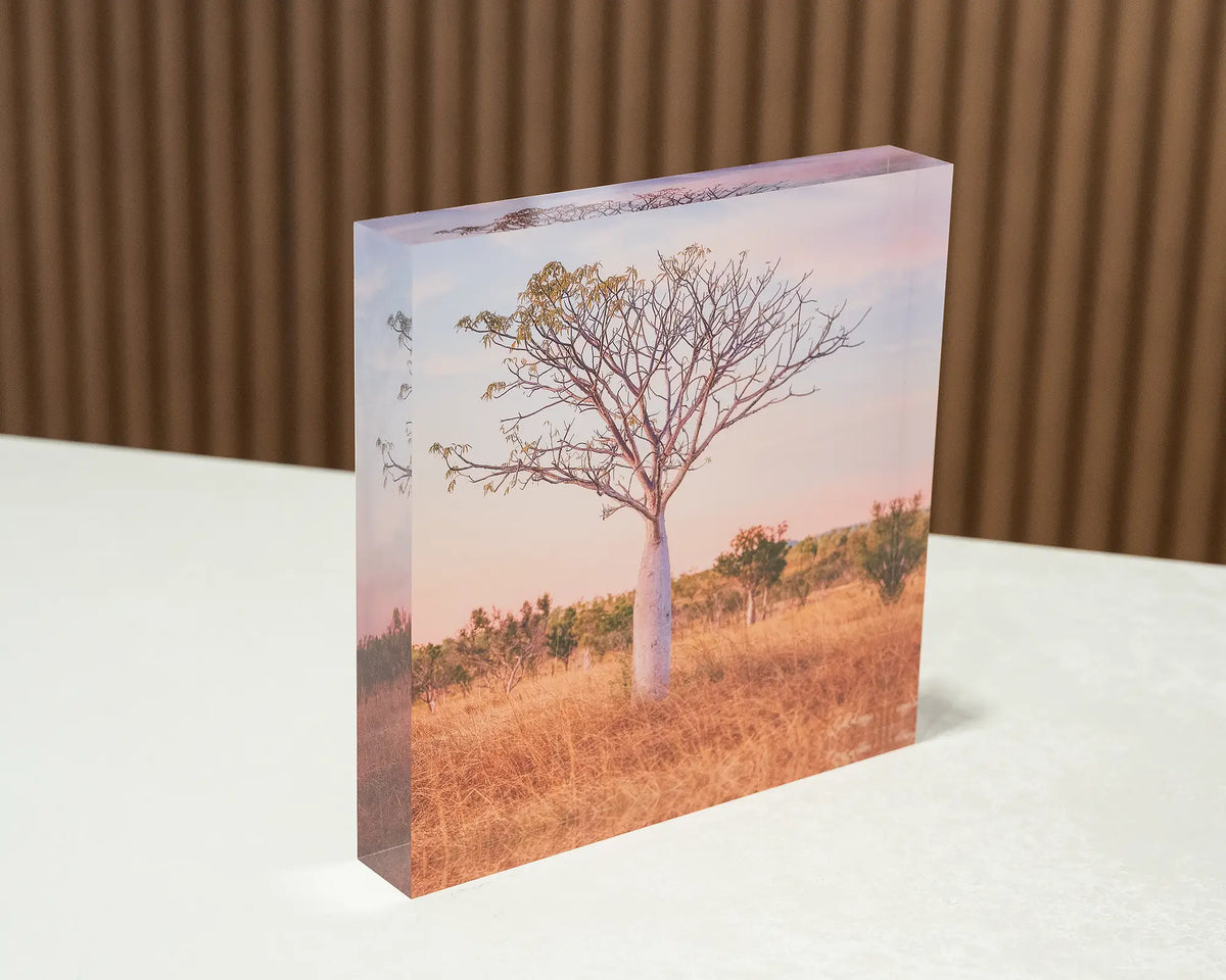 Little One. Acrylic block of a Boab tree, the Kimberley Western Australia, sitting on a desk.