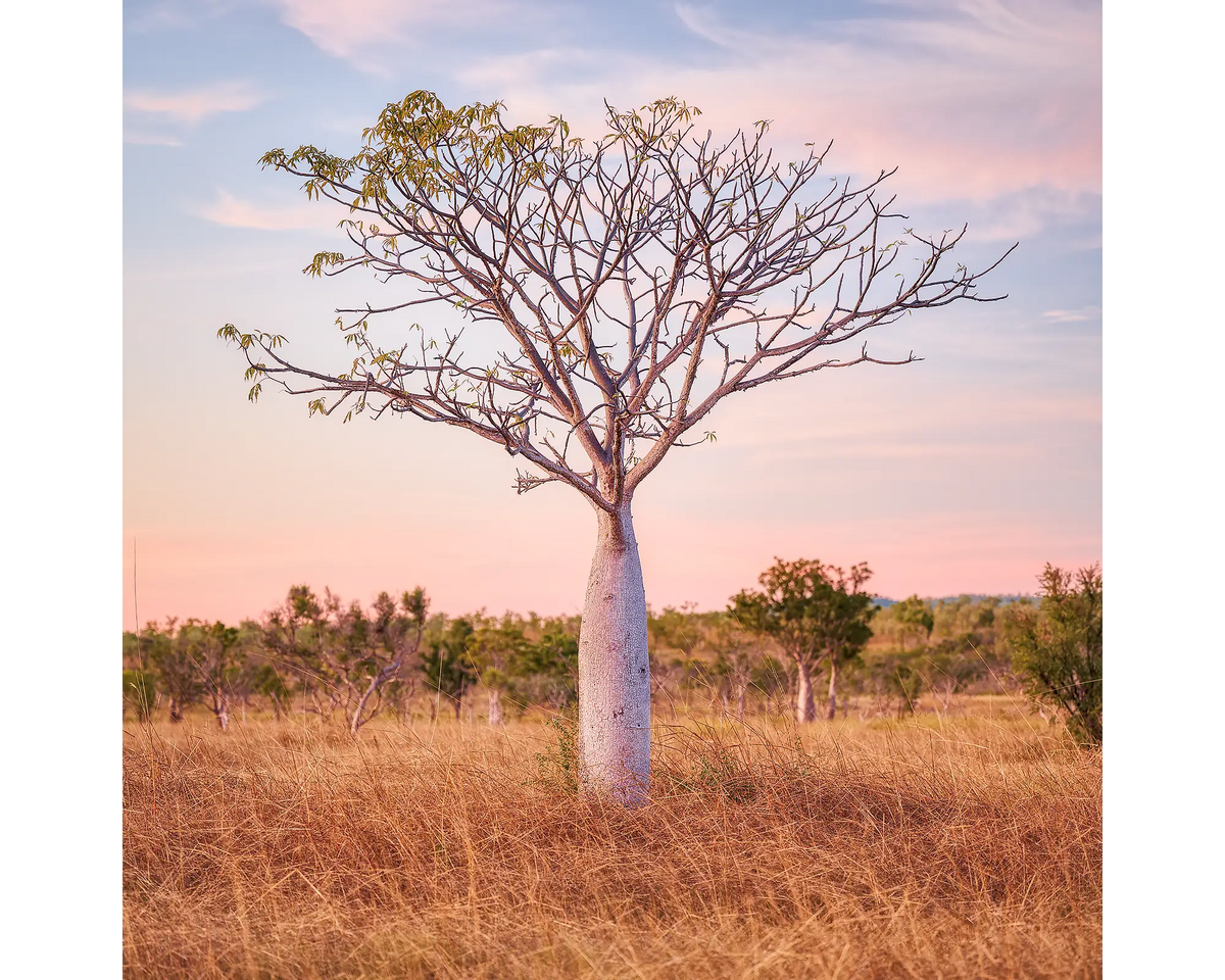 Boab tree at sunset, East Kimberley, Western Australia.