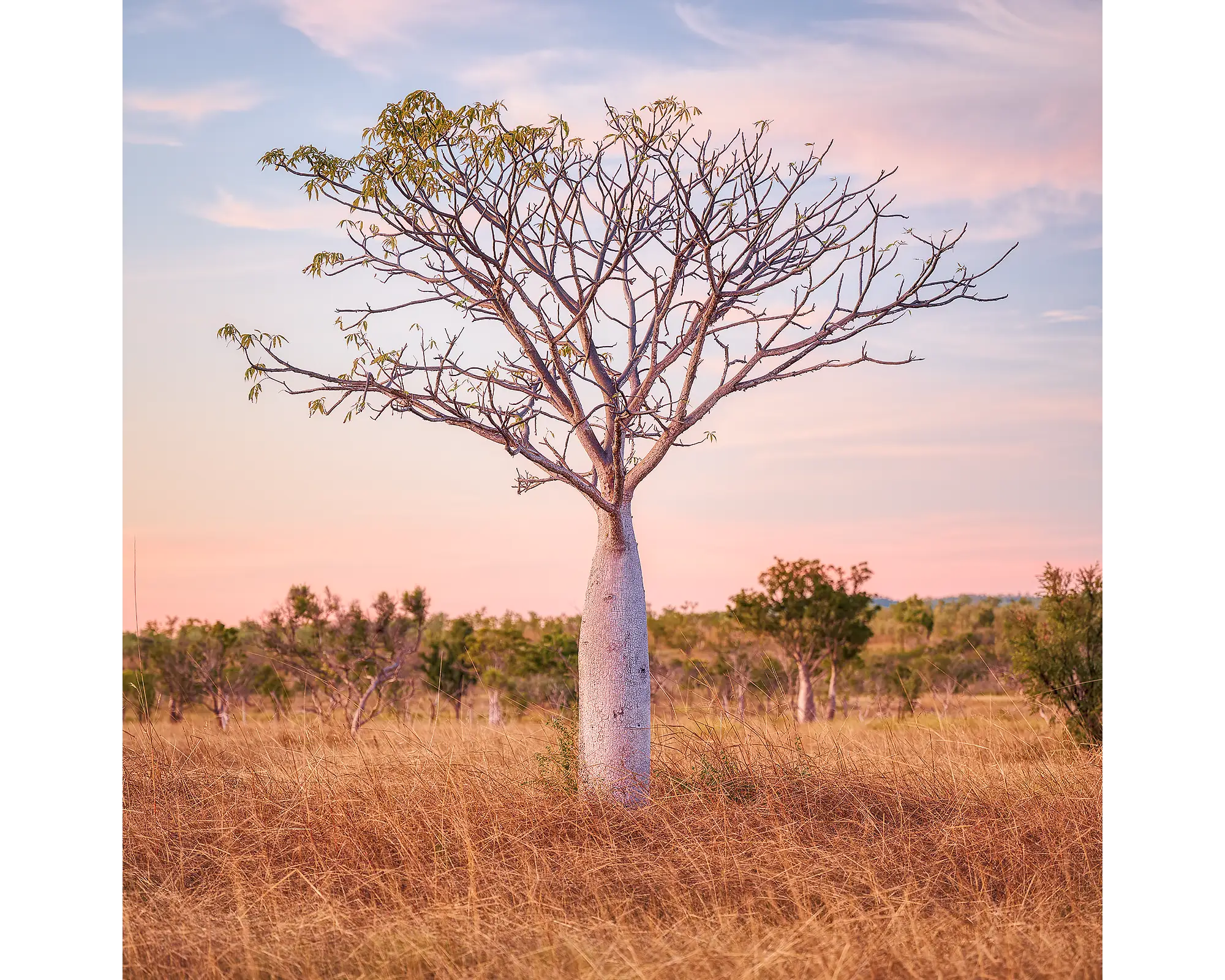 Boab tree at sunset, East Kimberley, Western Australia.