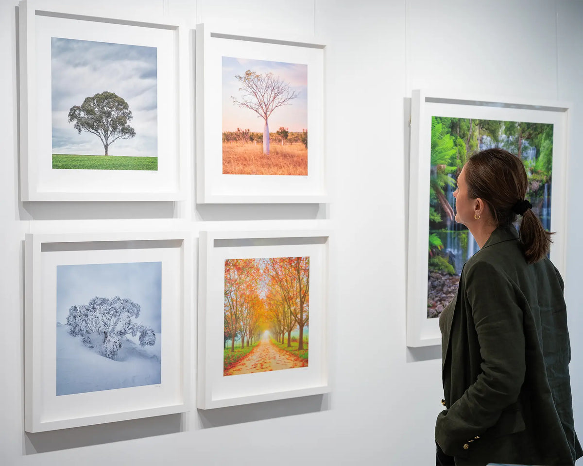 Little One. Boab tree East Kimberley, with more tree artworks, being viewed in gallery.