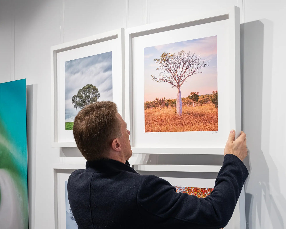 Little One. Boab tree East Kimberley with white frame, being hung in gallery.