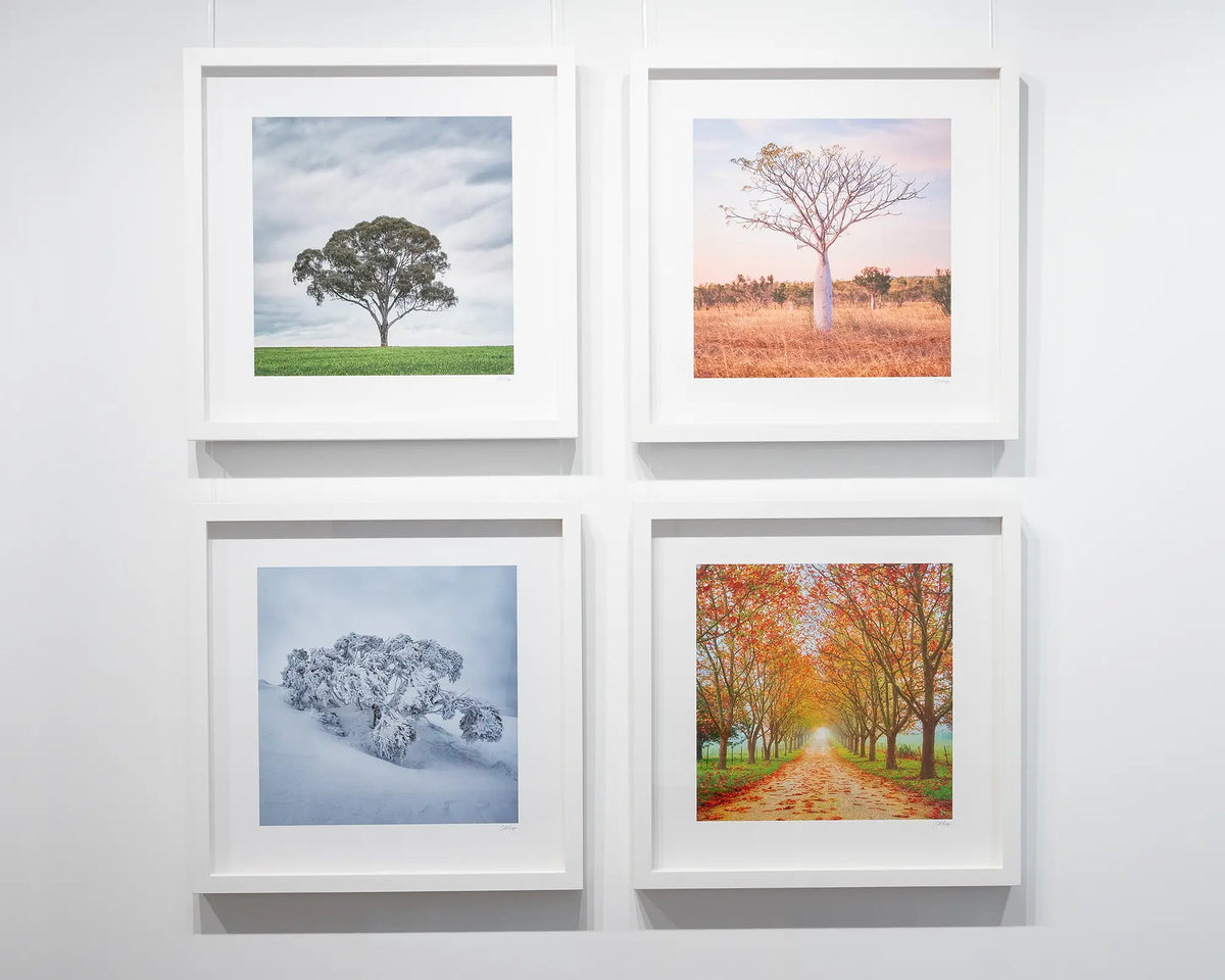 Little One. Boab tree, East Kimberley, with white frame, on gallery wall with more tree artworks.