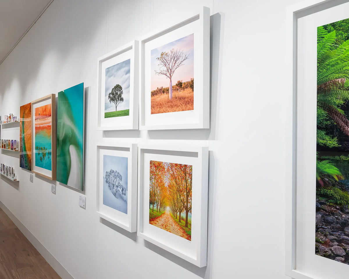 Little One. Single Boab tree, East Kimberley, on gallery wall with more tree themed artworks.
