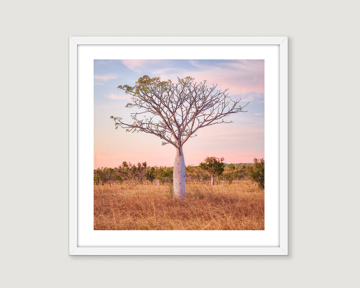 Framed photographic print of a sunset and a boab tree in grasslands, the Kimberley. 