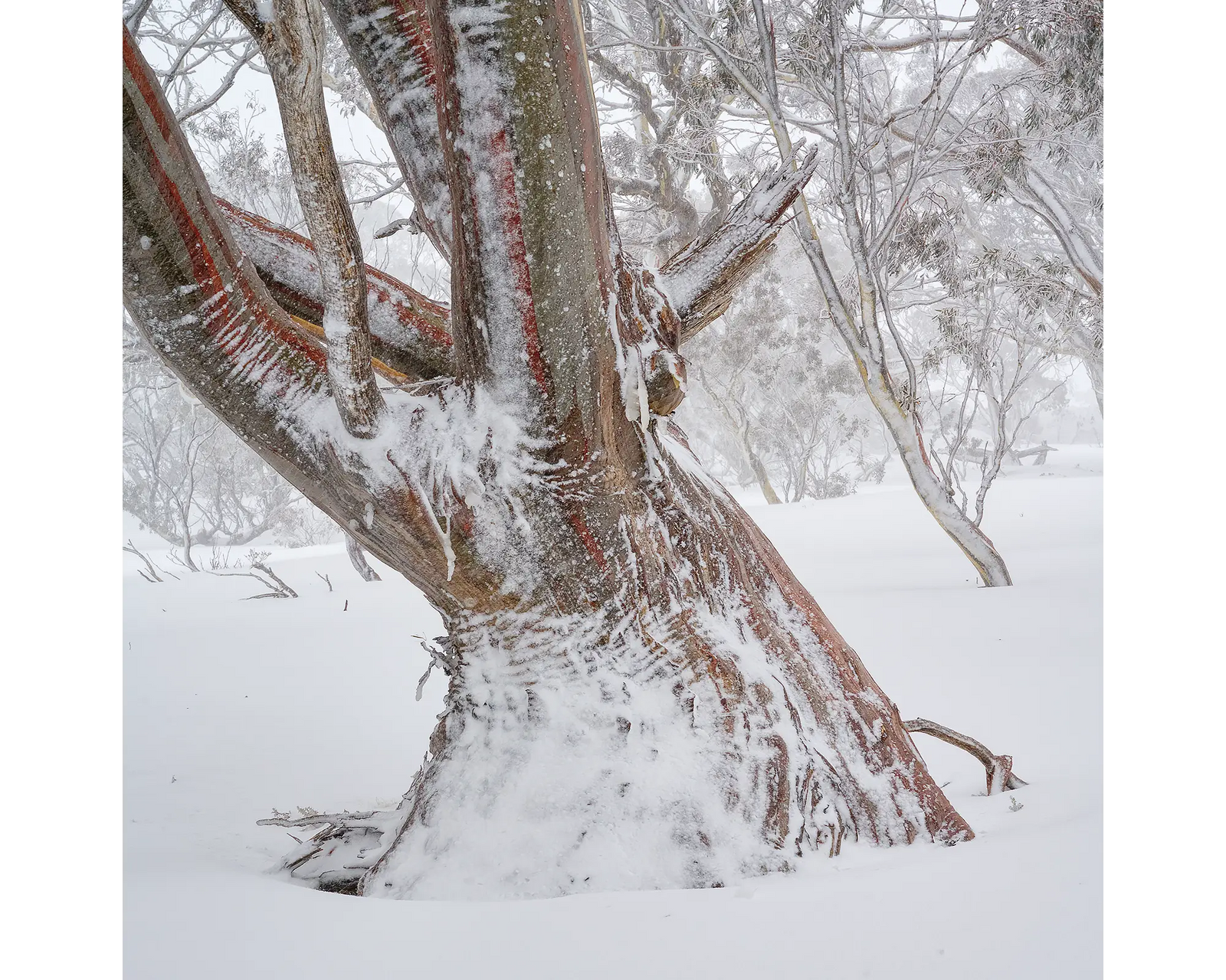 Longevity. Snow Gum trunk in winter snow.