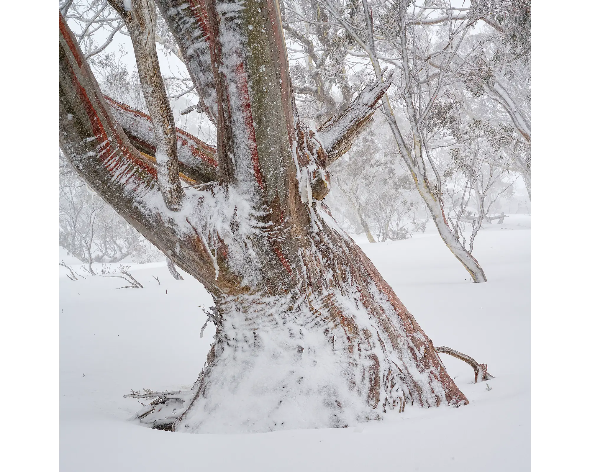 Longevity. Snow Gum trunk in winter snow.