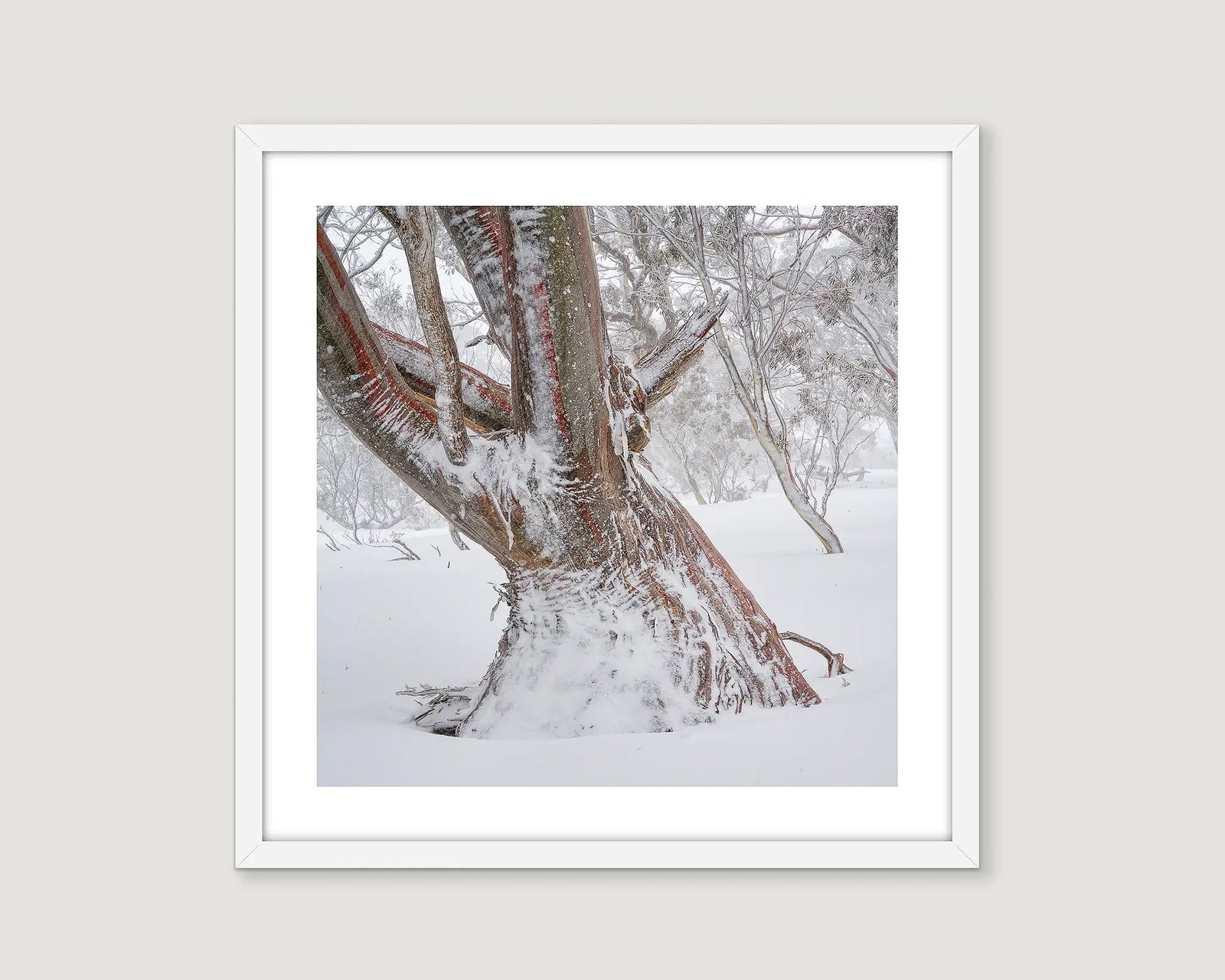 Framed wall art print of an ancient snow gum buried in snow and covered in ice. 