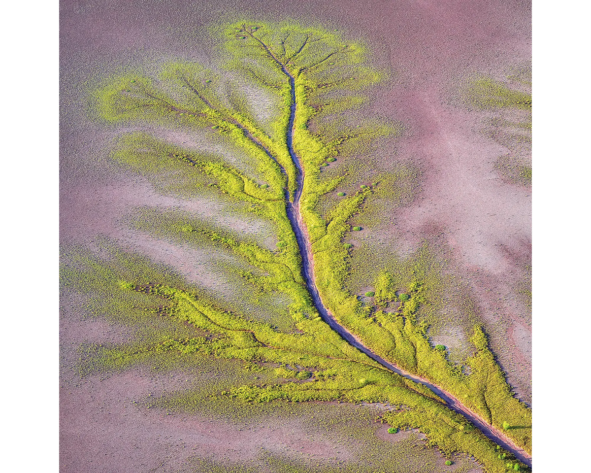 Mangrove trees along the King River, The Kimberley, Western Australia.