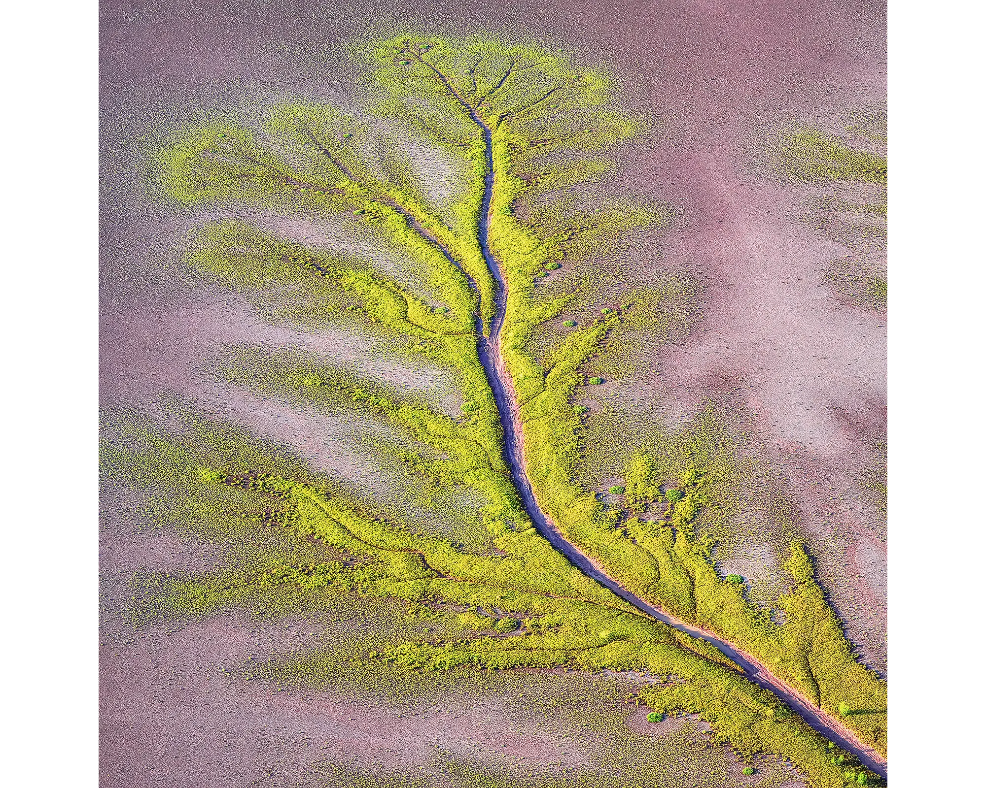 Mangrove trees along the King River, The Kimberley, Western Australia.