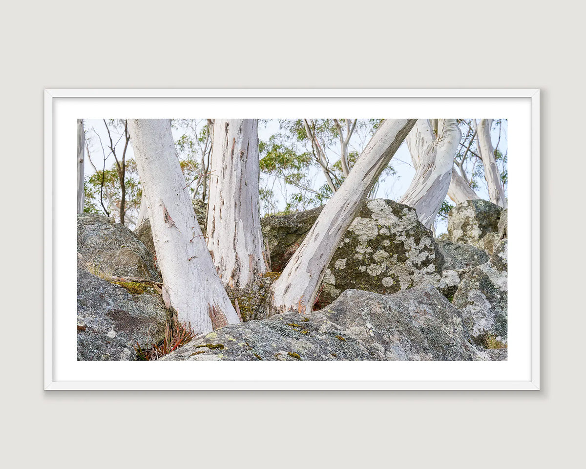 Framed photograph of snow gums and rocks on a mountain top.