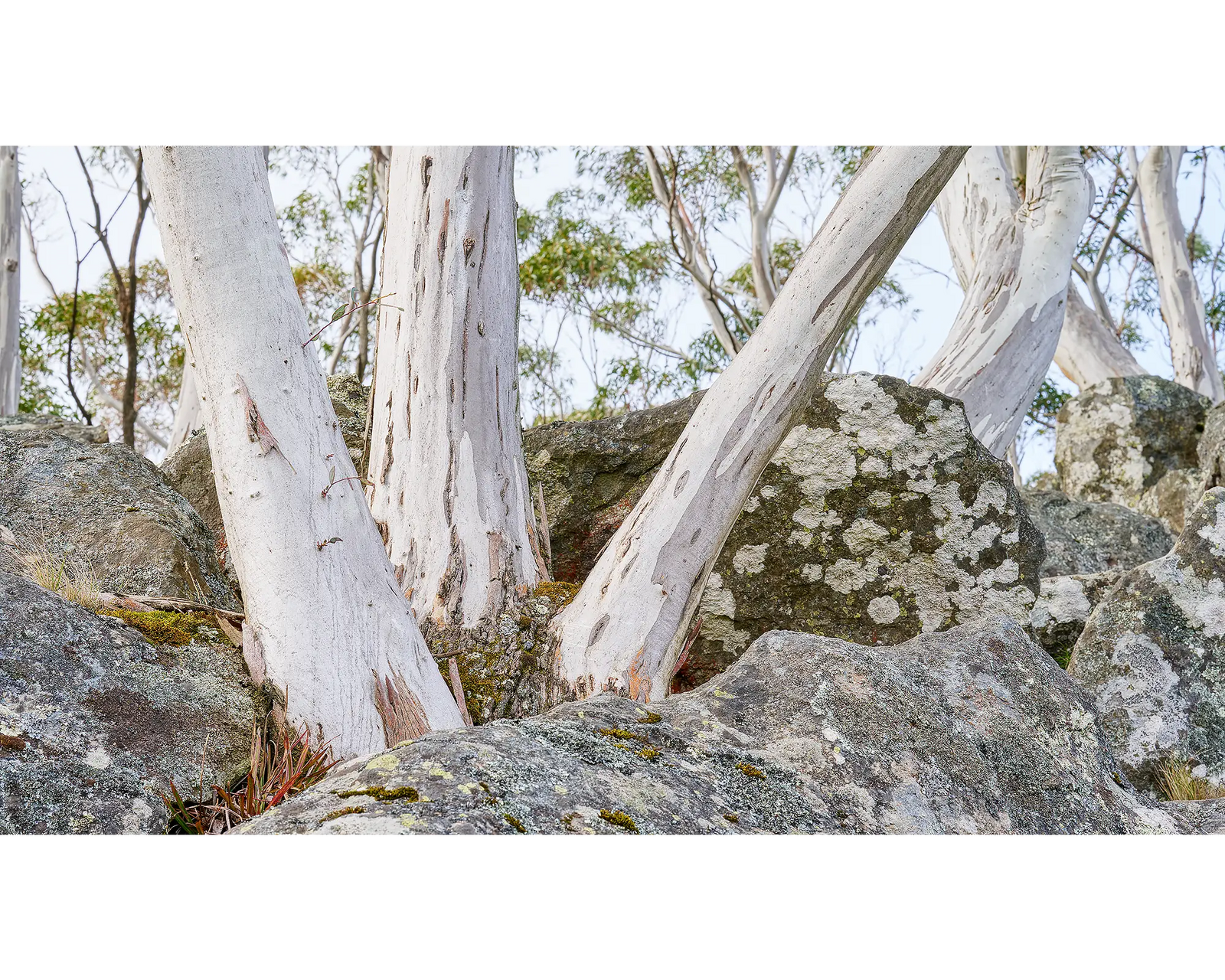 Macedon Sentinels. Snow Gums amongst volcanic rock, Macedon Ranges, Victoria.