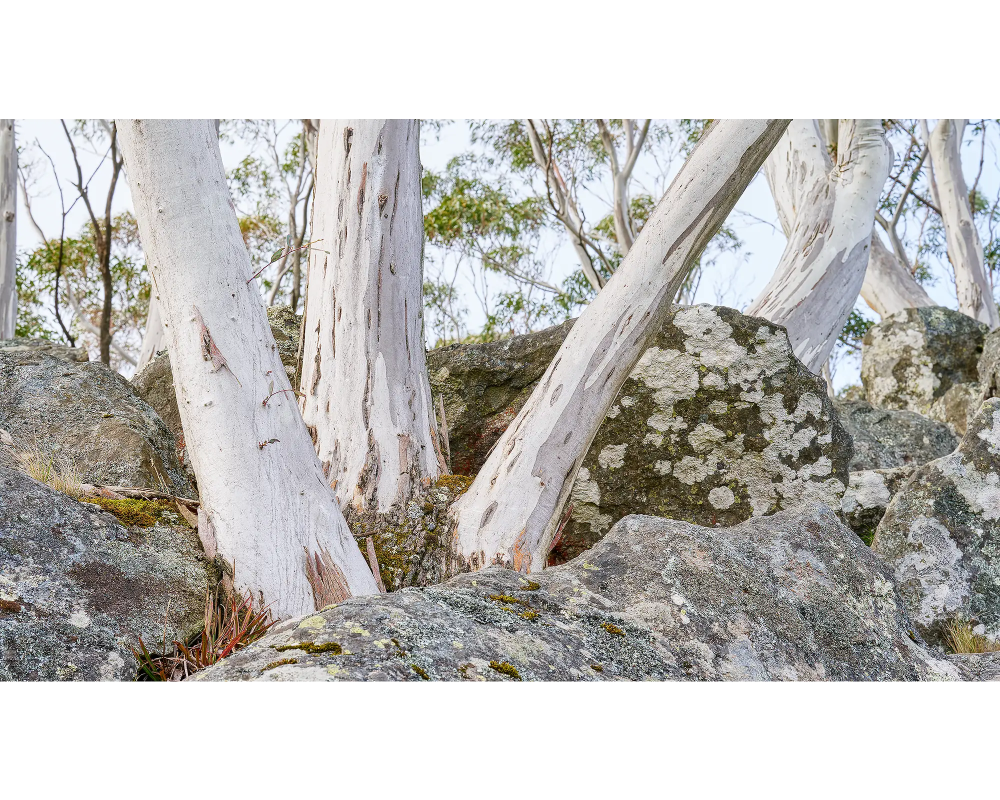 Macedon Sentinels. Snow Gums amongst volcanic rock, Macedon Ranges, Victoria.