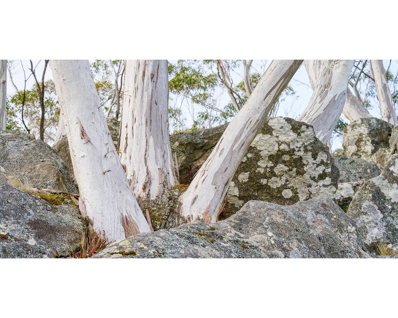 Macedon Ranges. Snow gums amongst volcanic rock, Macedon Ranges.
