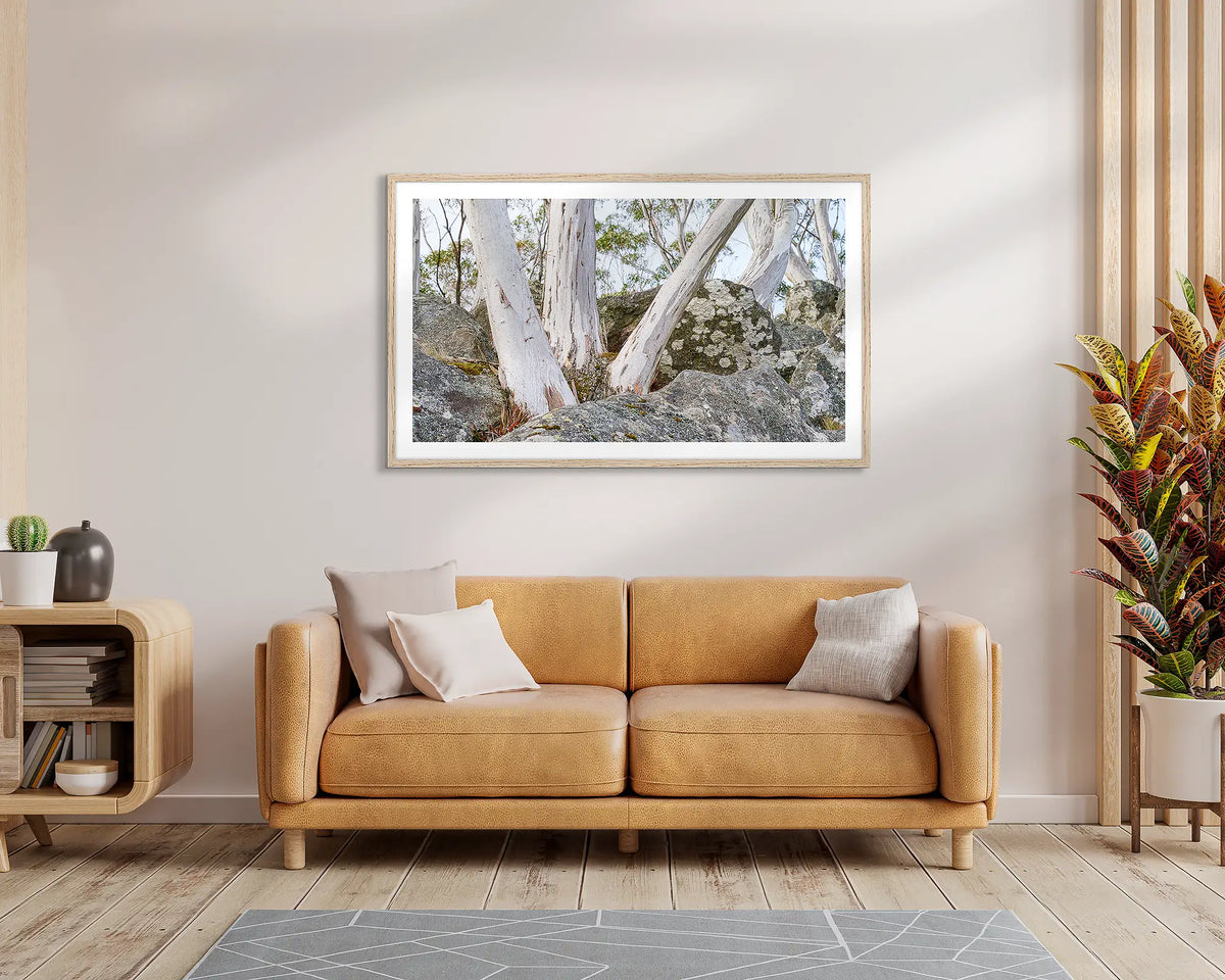 Macedon Sentinels. Wall art print of snow gums in volcanic rock, framed in a Tasmanian Oak frame and hung above a living room couch. 