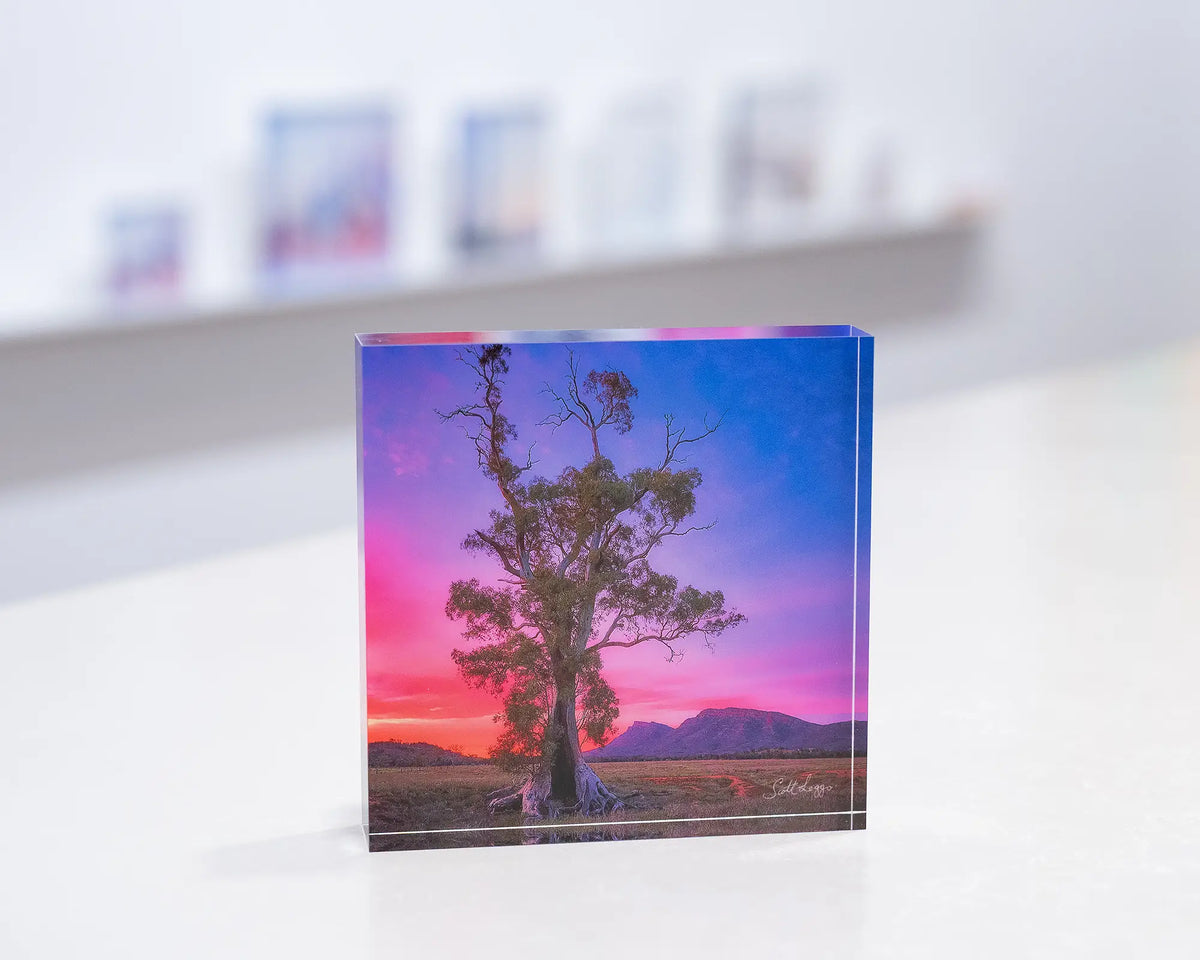 Majestic. Acrylic block Cazneaux tree, Flinders Ranges at sunrise, in gallery with display shelf behind.