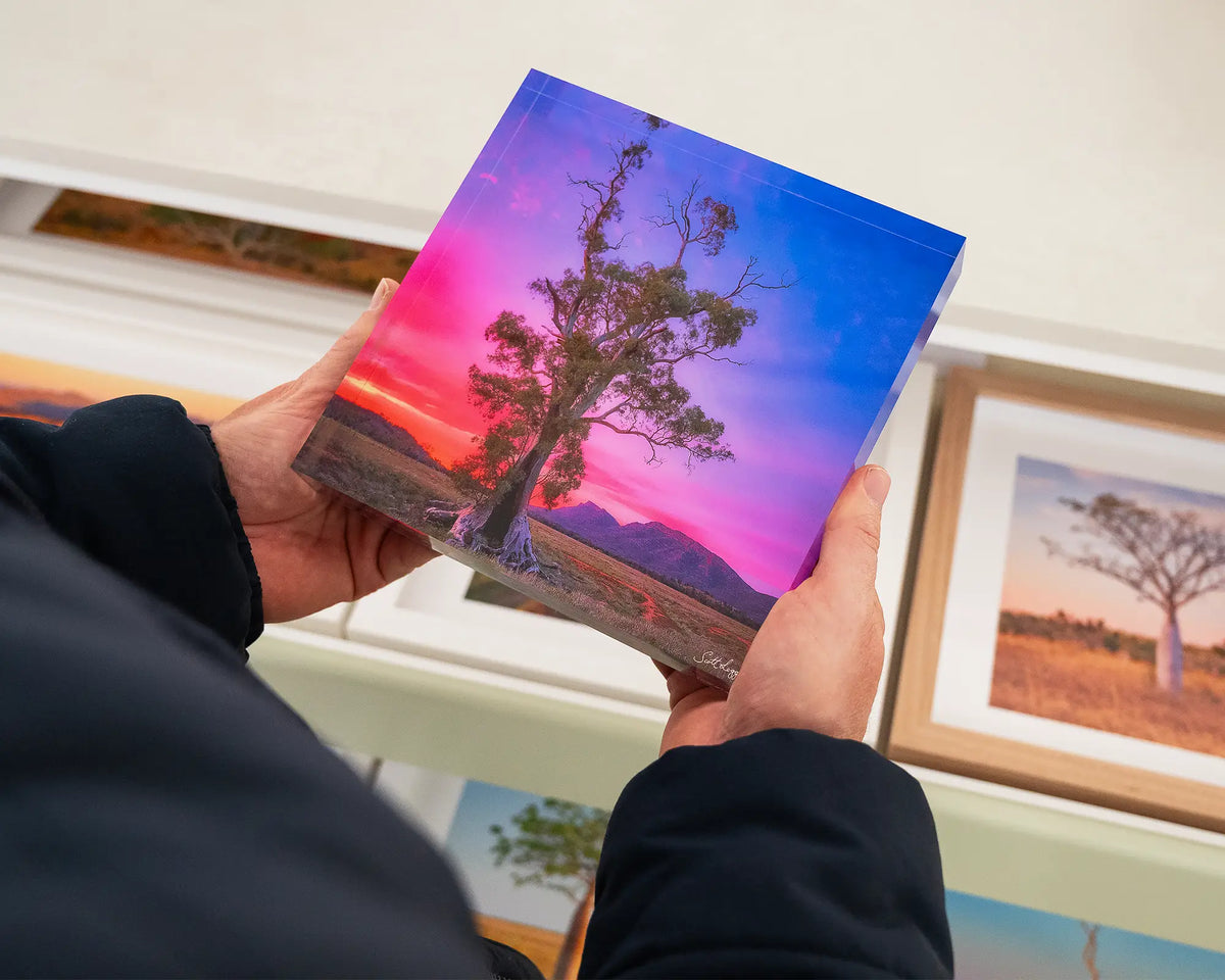 Majestic. Acrylic block Cazneaux's tree, Flinders Ranges, South Australia, hand held in gallery.