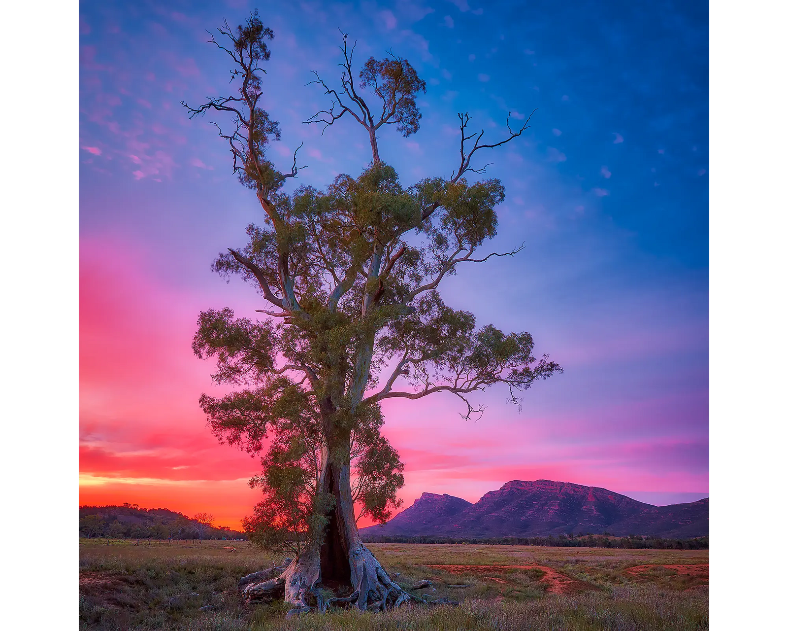 Majestic. Acrylic block of a Cazneaux Tree in front of the Flinders Ranges, Wilpena. South Australian artwork.