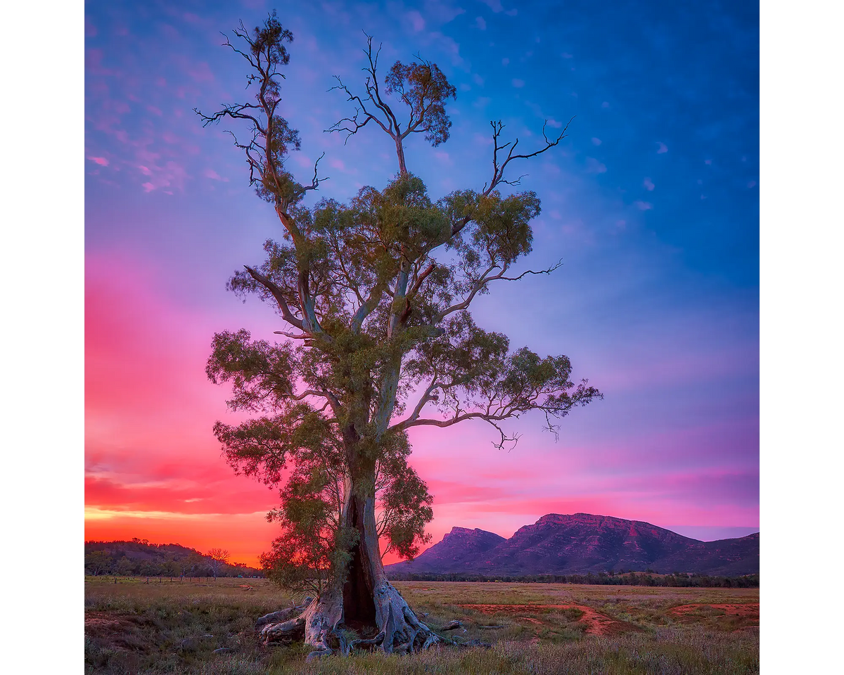 Majestic. Cazneaux Tree, Flinders Ranges, with purple sky at sunrise.
