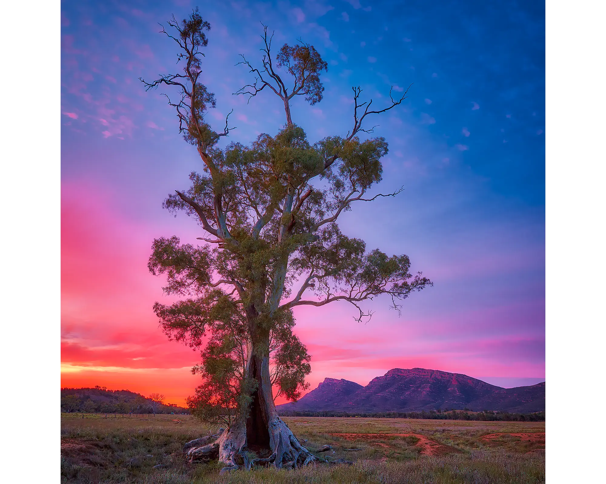 Majestic. Cazneaux Tree, Flinders Ranges, with purple sky at sunrise.