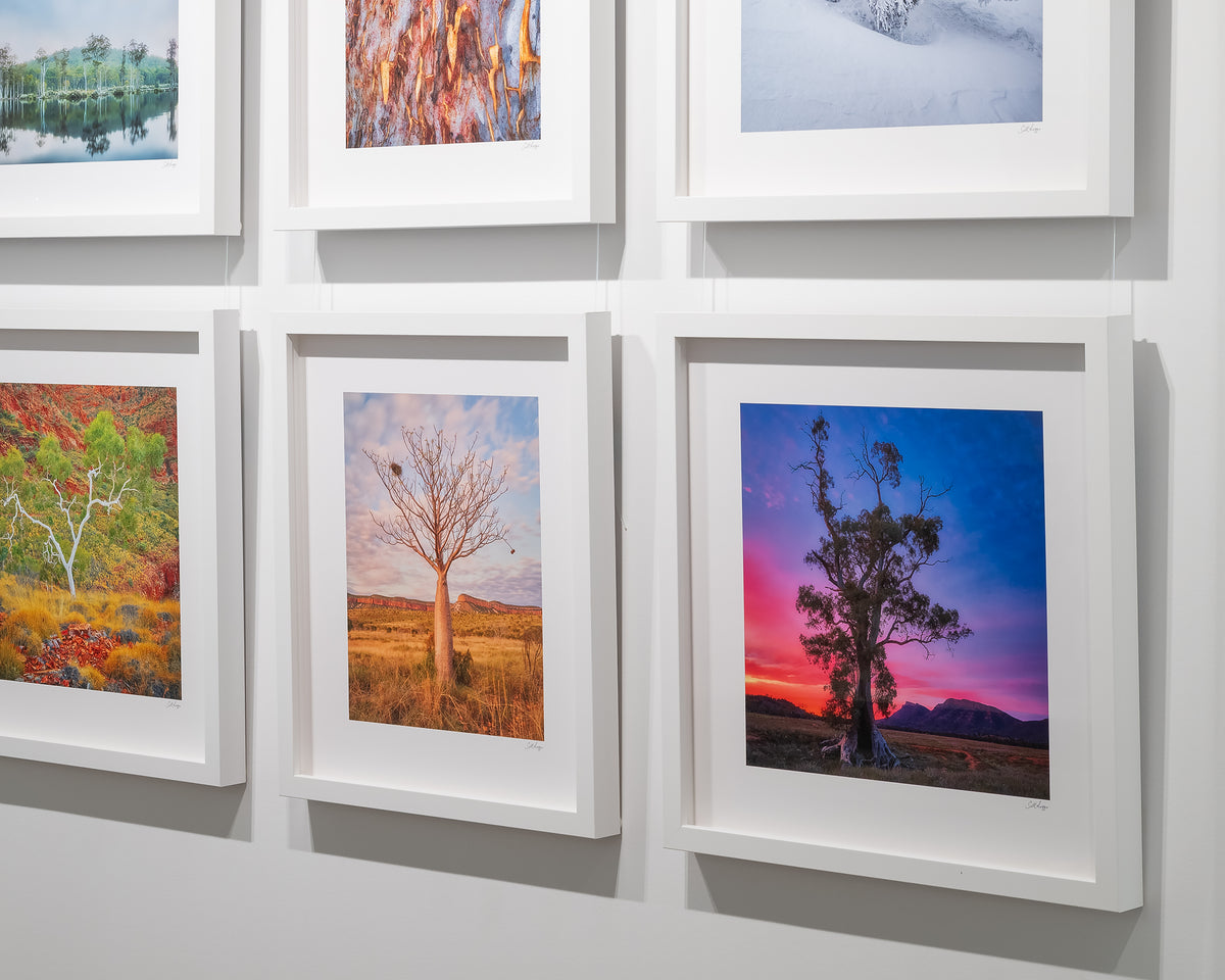 Majestic. Cazneuax tree Flinders Ranges, with white frame, on display in gallery with more tree artworks.