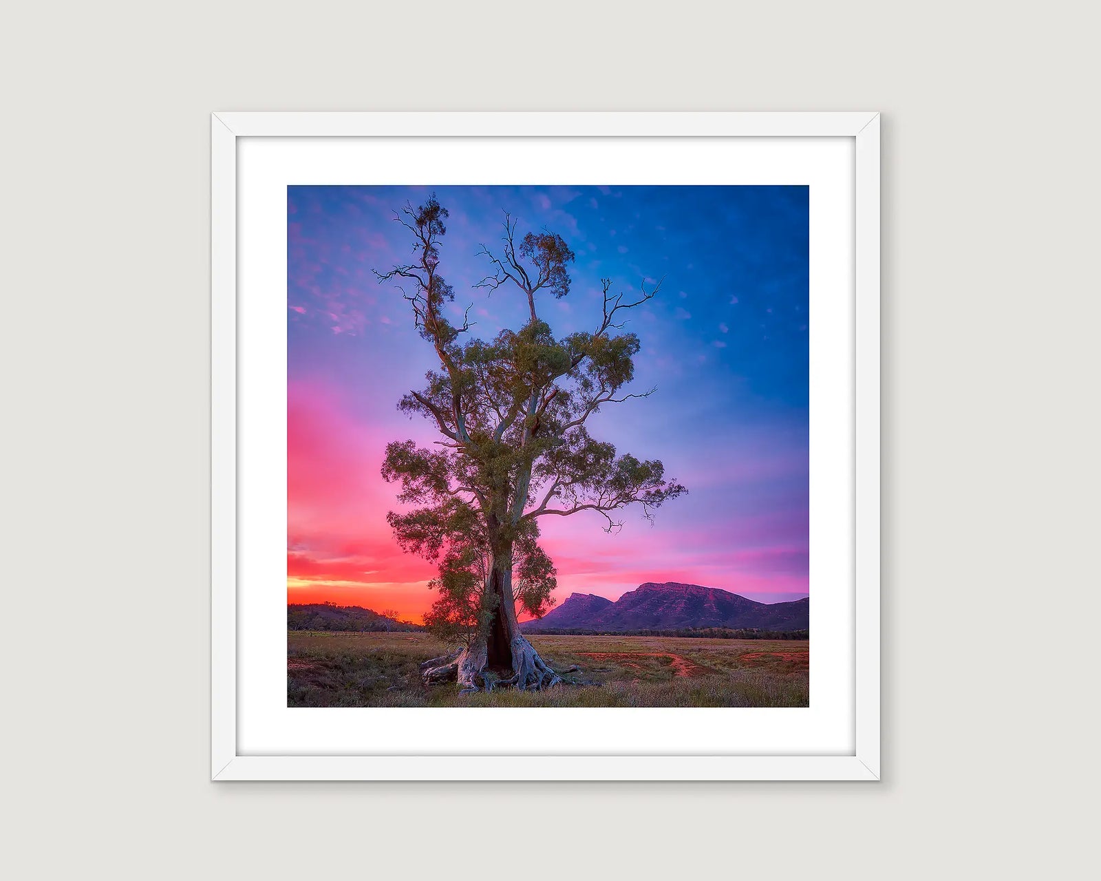 Framed photograph of the Cazneaux Tree at Wilpena with a colourful sunrise.