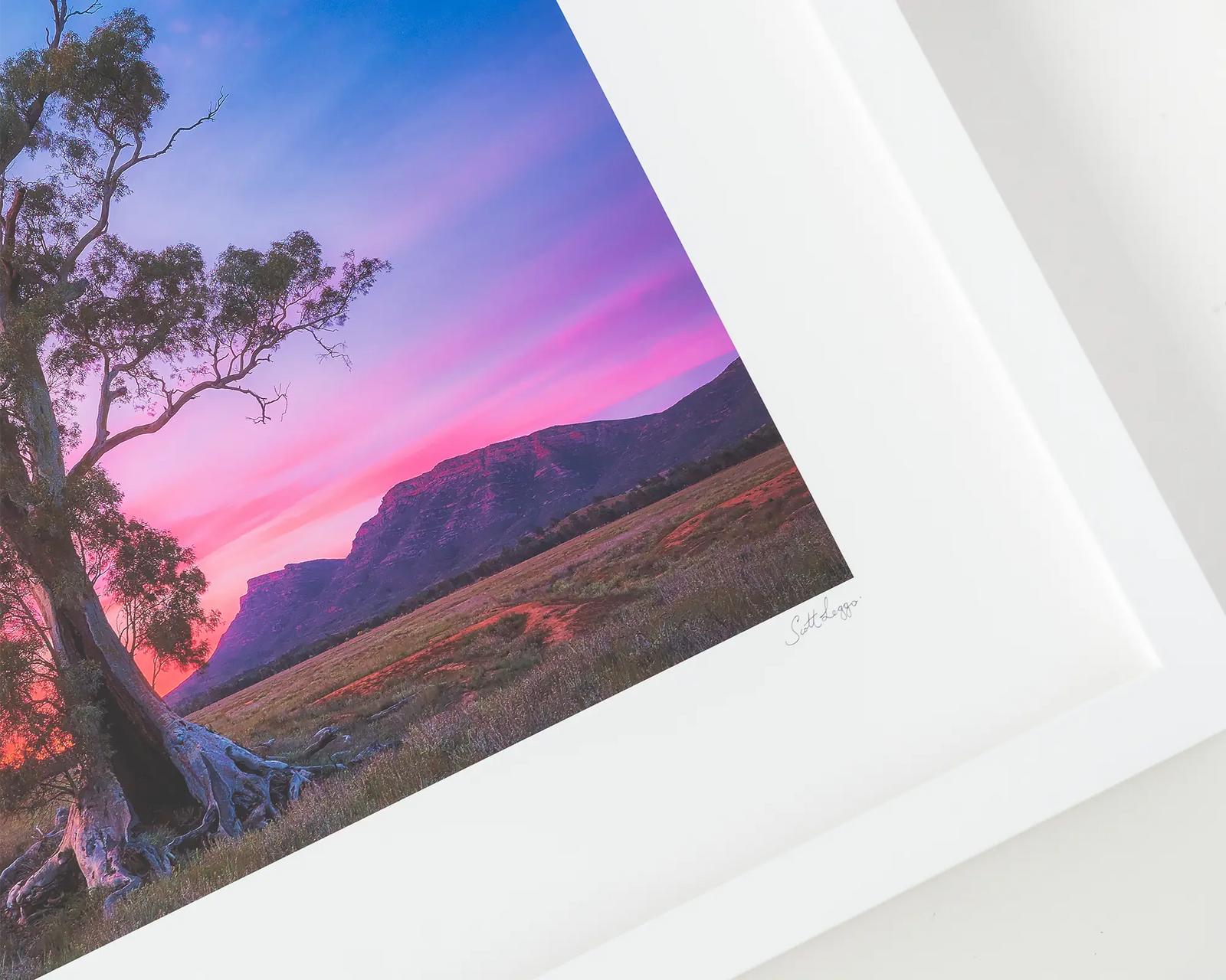 Framed photograph of the Cazneaux Tree at Wilpena with a colourful sunrise.