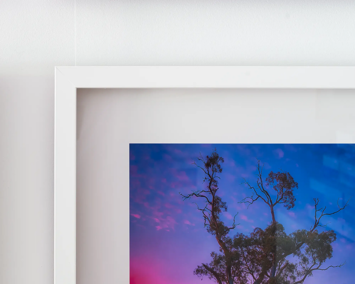 Majestic. White framed print of River Red Gum tree hanging on wall.