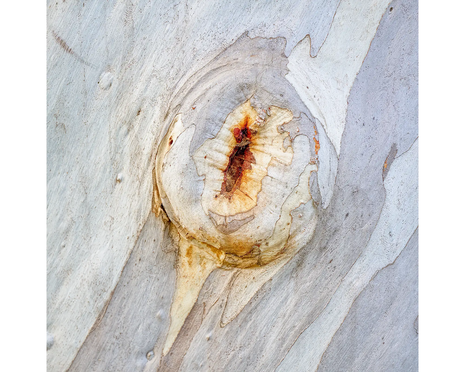 Mark of Time. Snow Gum bark on a remnant Snow Gum, Pastoria, Victoria.