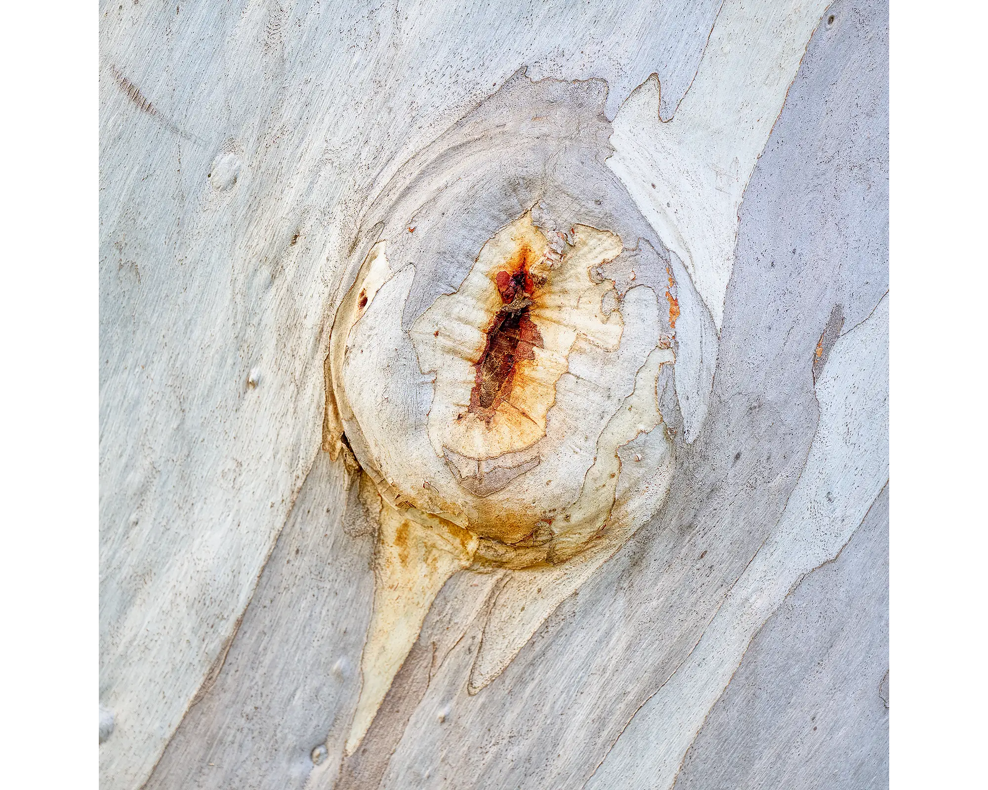 Mark of Time. Snow Gum bark on a remnant Snow Gum, Pastoria, Victoria.