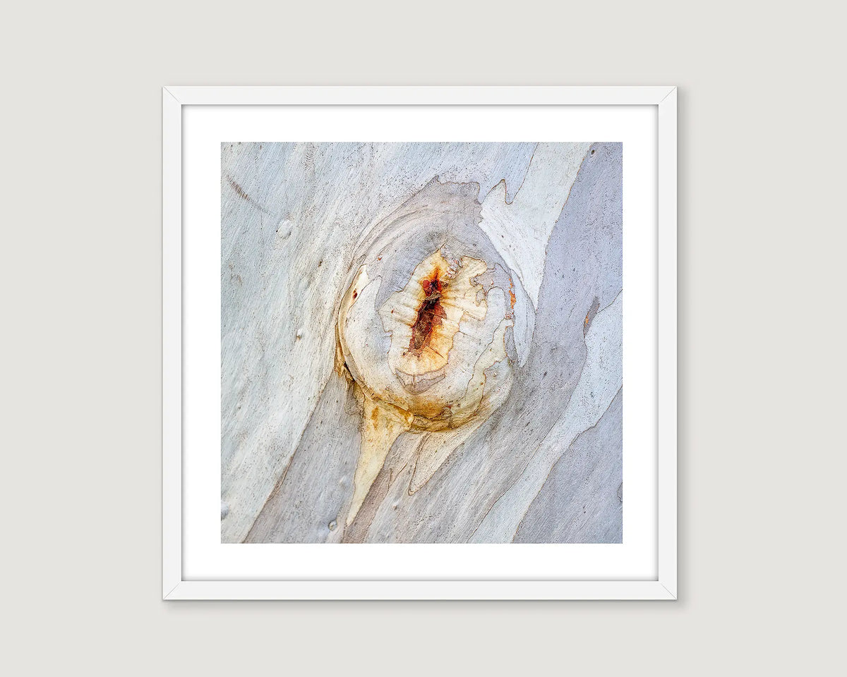 Framed abstract photograph close up of a gum tree in neutral tones.