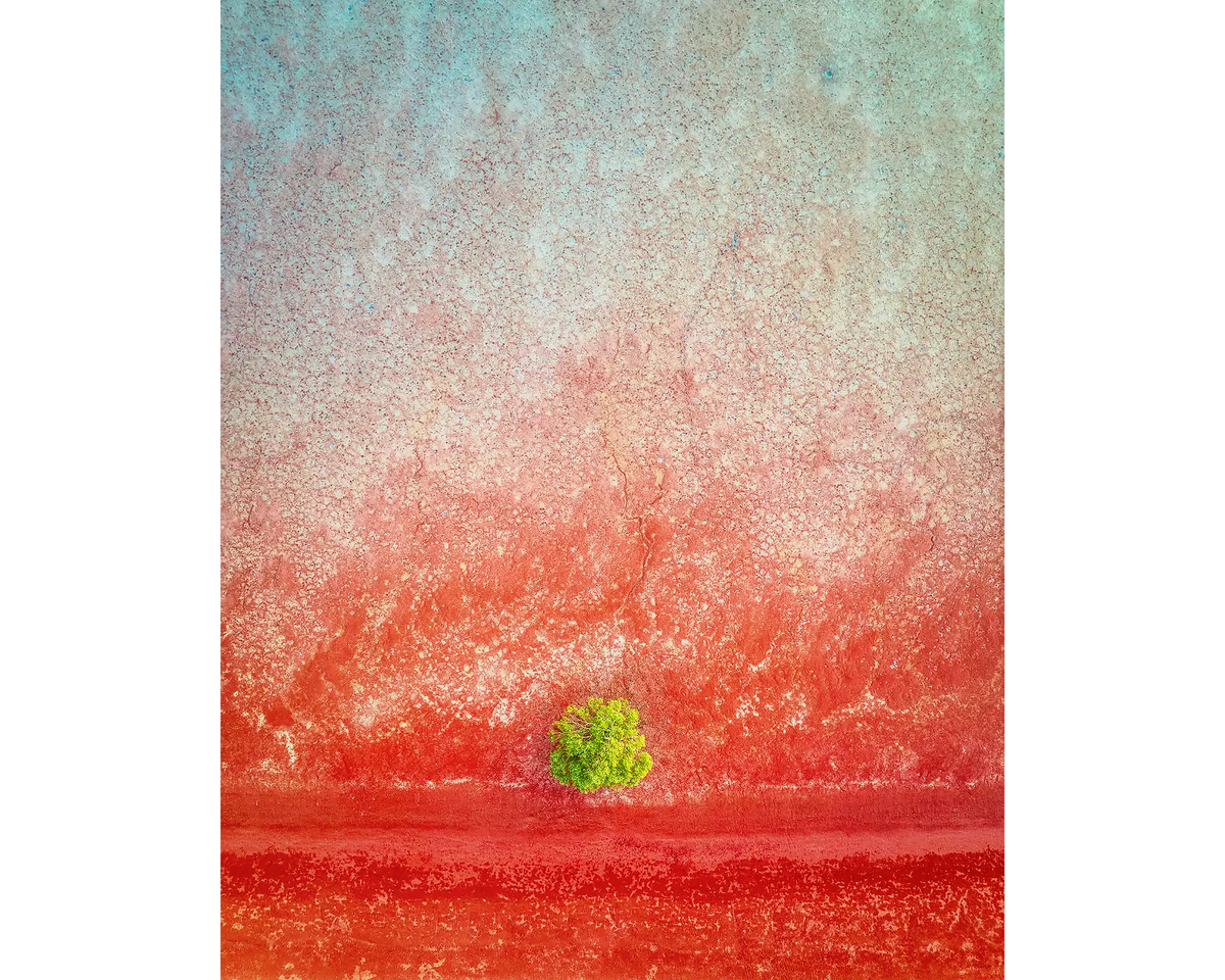 Mini - Mangrove tree from above beach, Broome, The Kimberley, Western Australia.