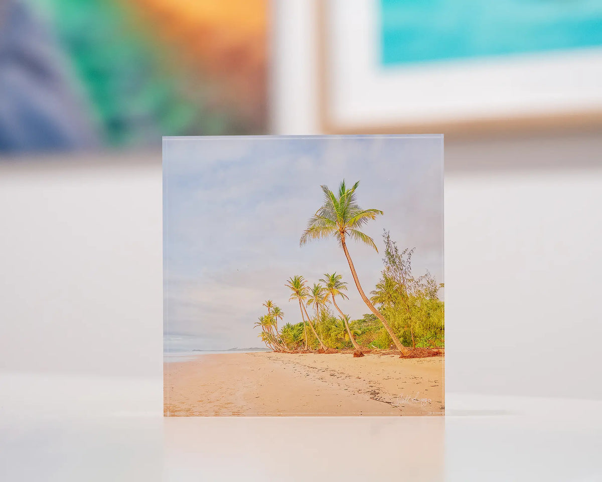 Mission Palms. Acrylic block Mission Beach, Queensland, in gallery with coastal artworks in background.