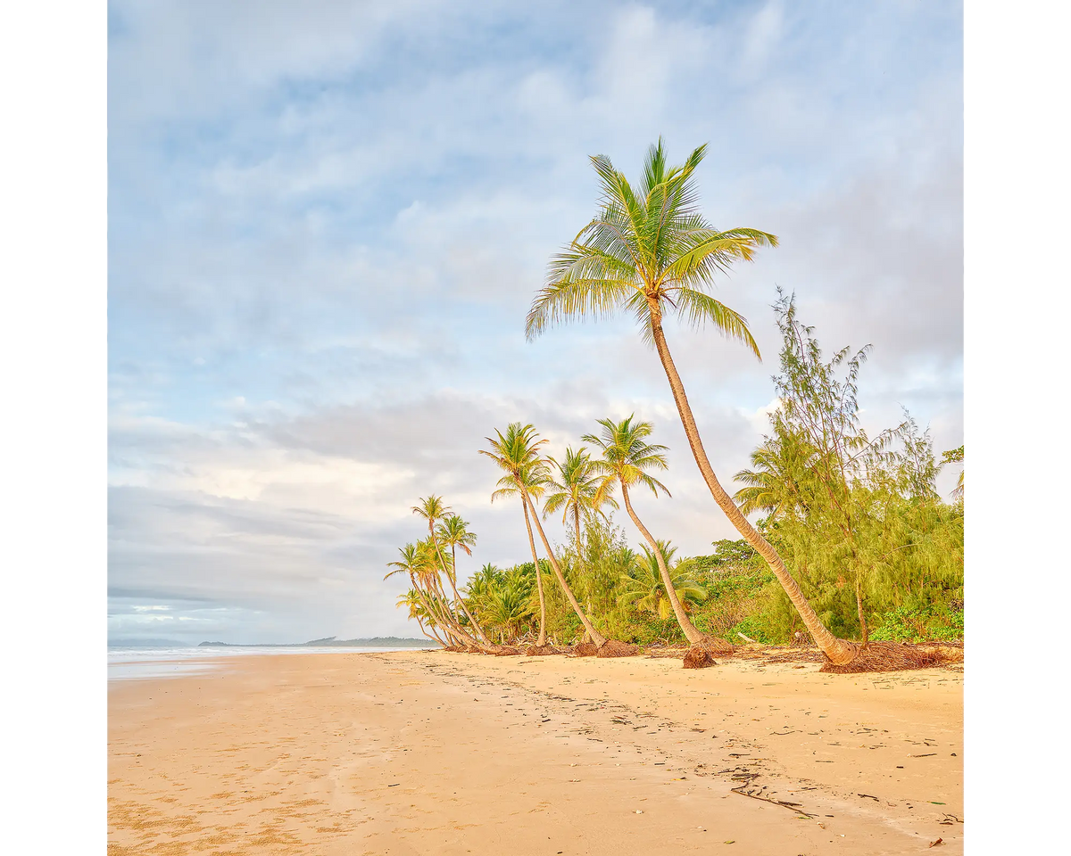 Mission Palms - sunrise along Mission Beach, Queensland.