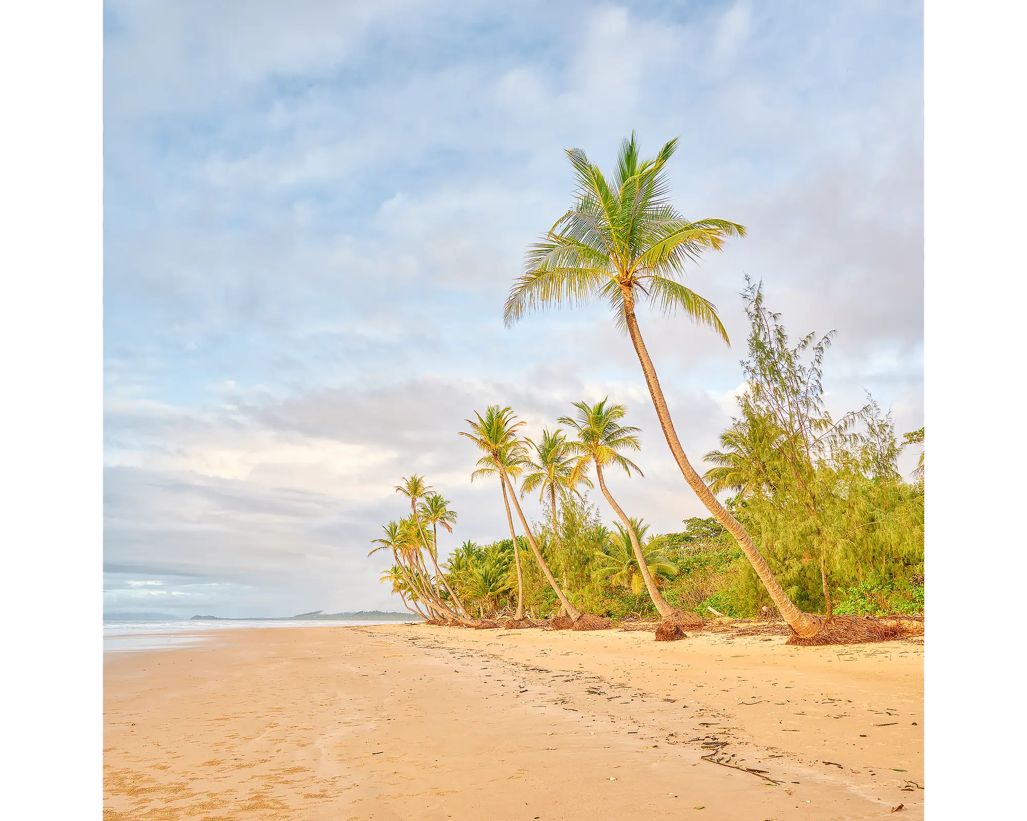 Mission Palms - sunrise along Mission Beach, Queensland.