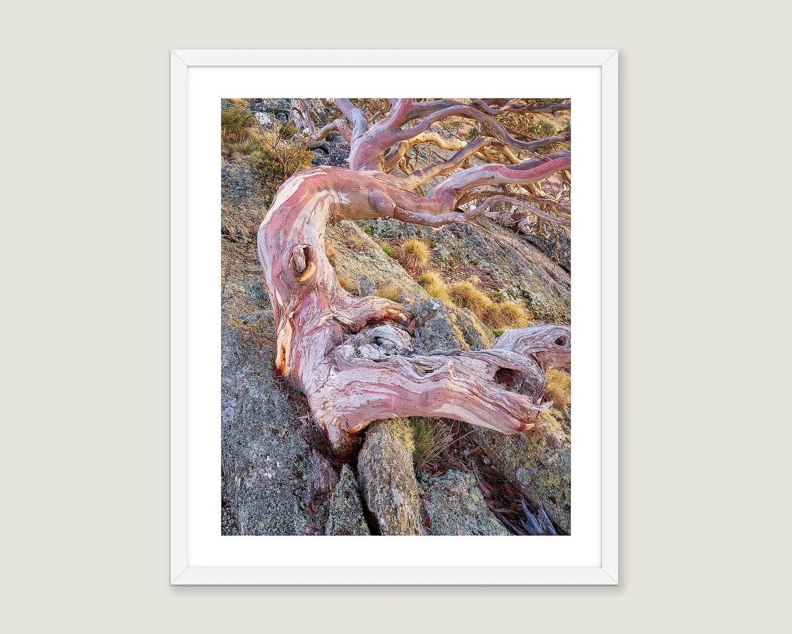 Framed abstract photograph of a snow gum tree growing over rocks.