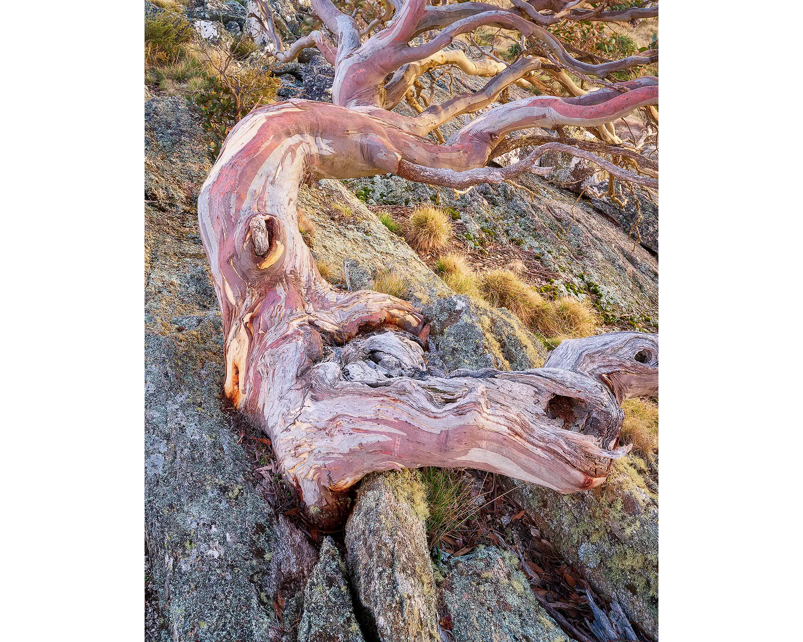Moulded. Snow gum on top of Mount Gingera