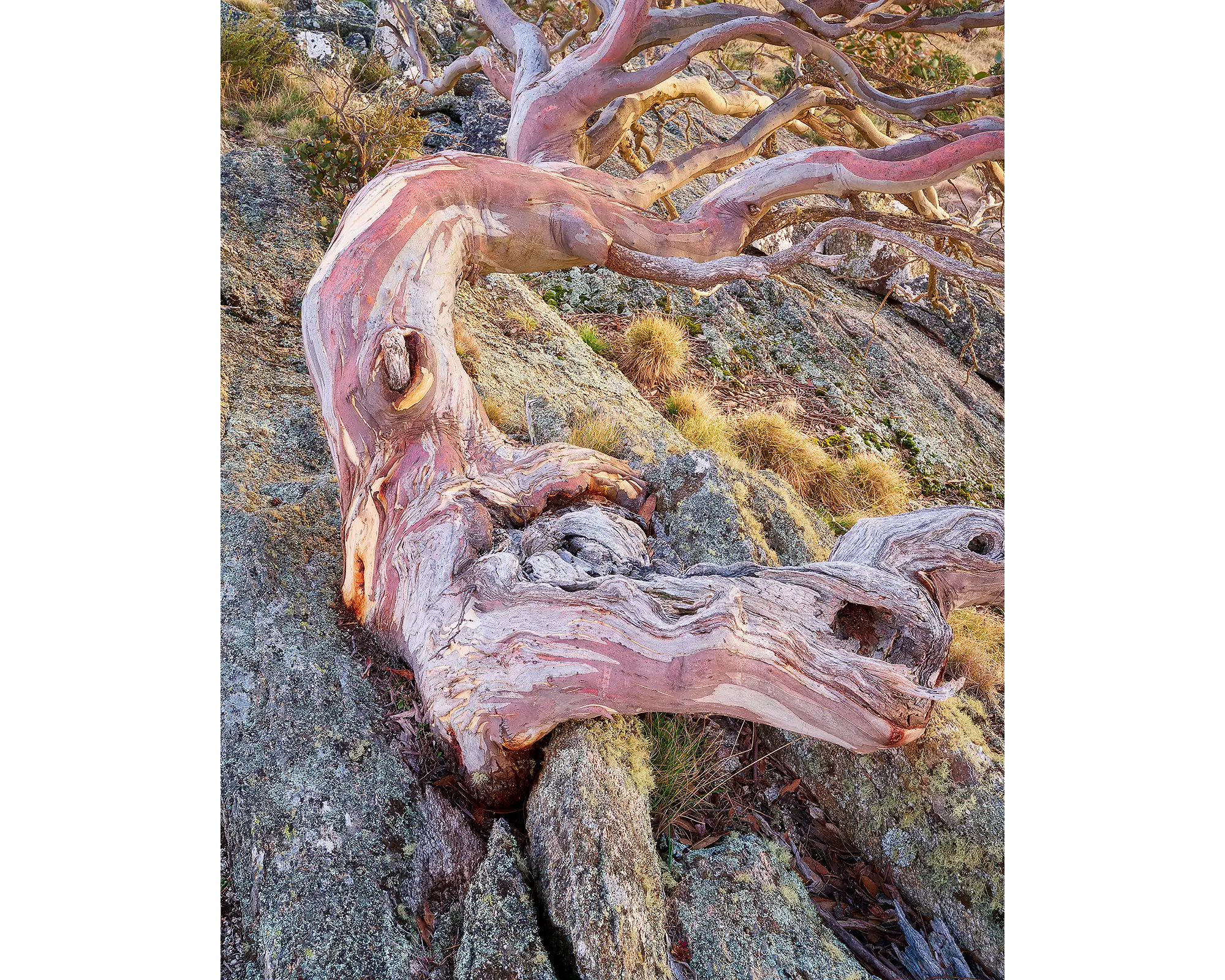 Moulded. Snow gum on top of Mount Gingera