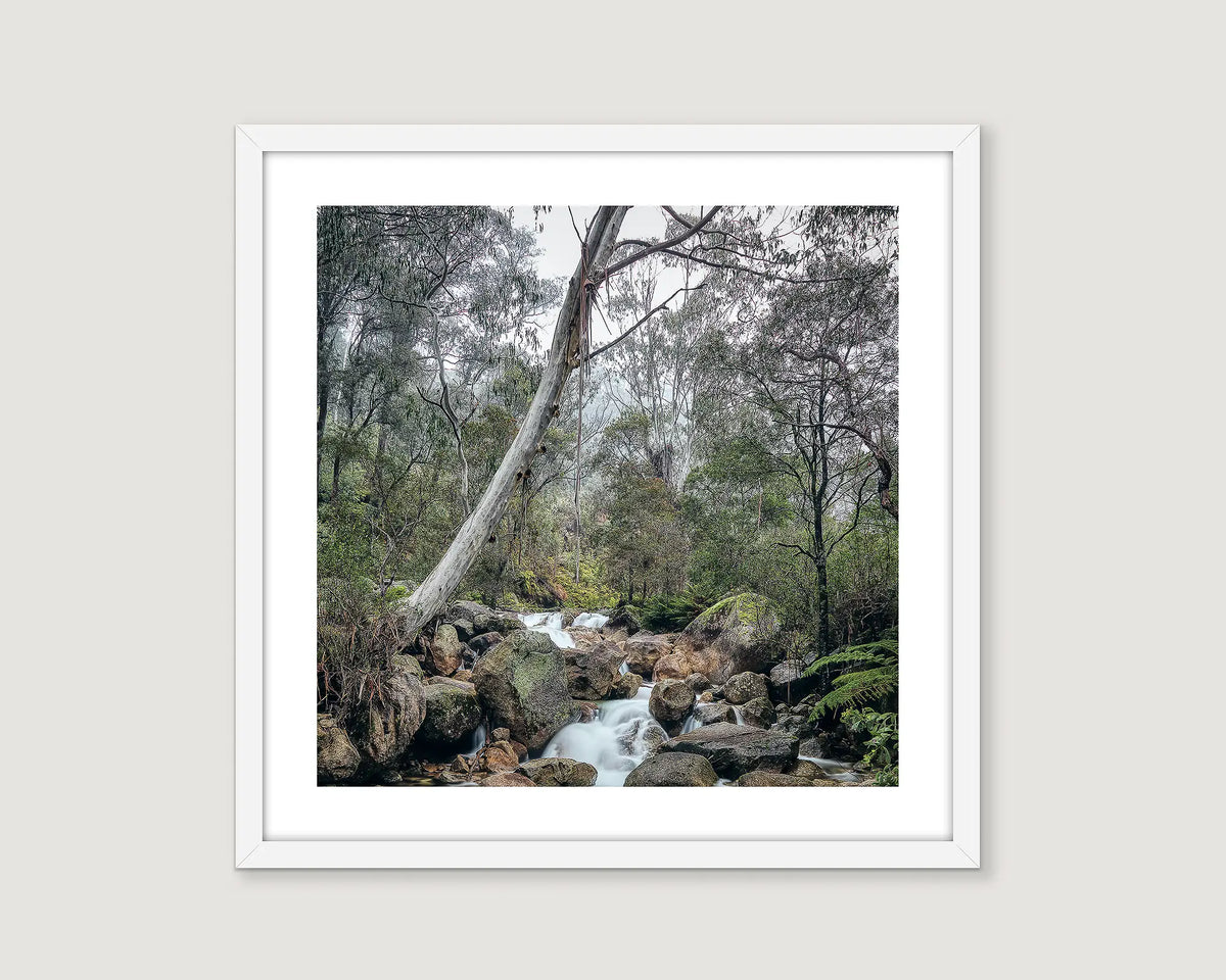 Framed landscape photograph of a river flowing through a forest of gum trees.