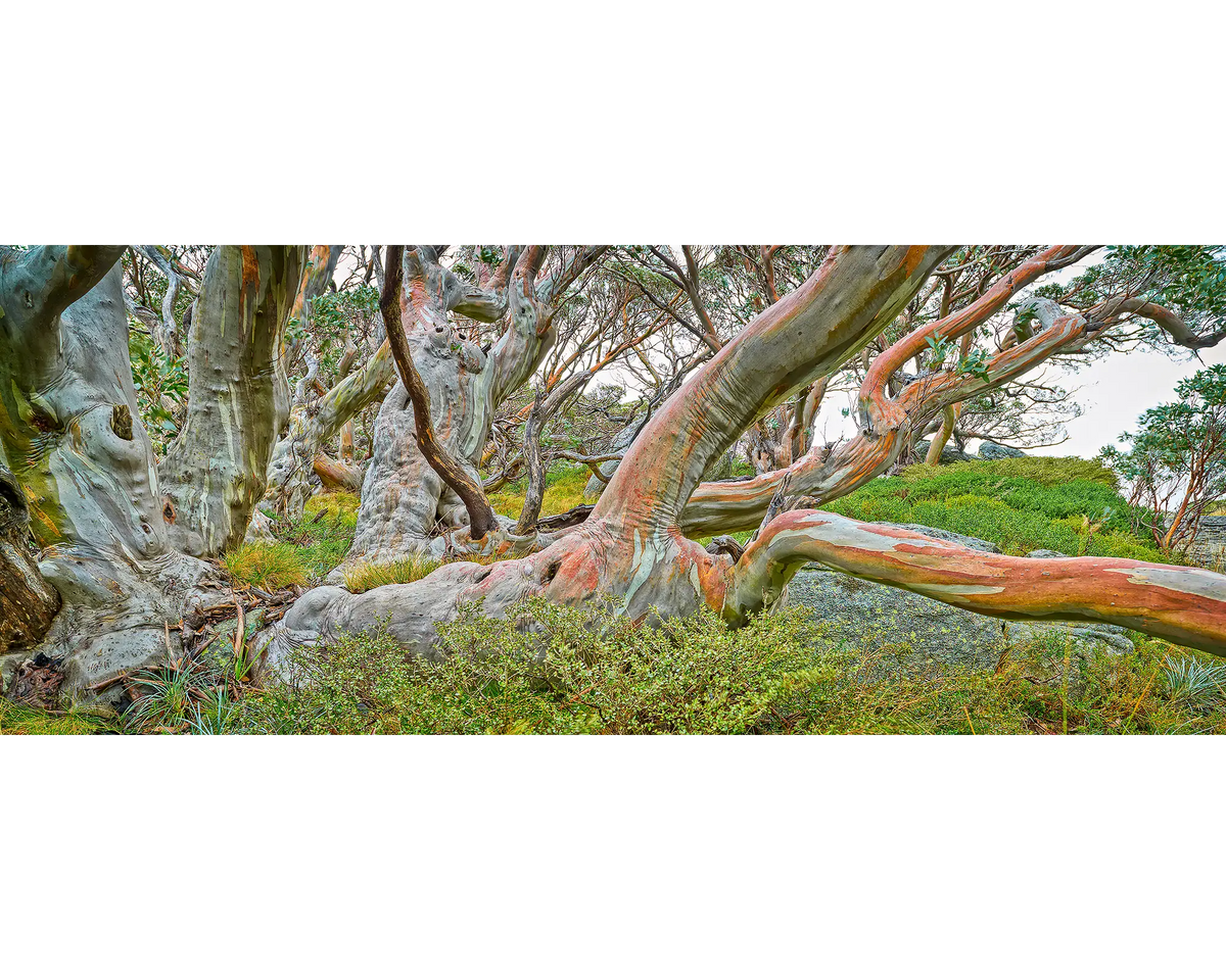 Mountain Warrior. Snow Gum, Kosciuszko National Park, New South Wales, Australia.