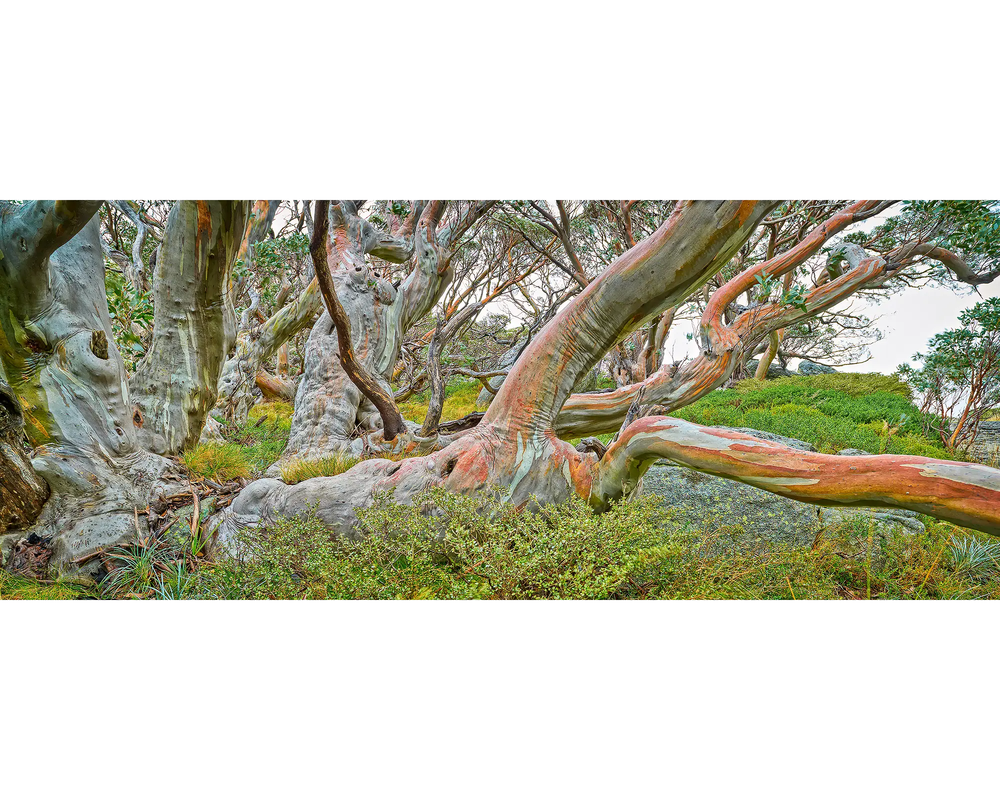 Mountain Warrior. Snow Gum, Kosciuszko National Park, New South Wales, Australia.