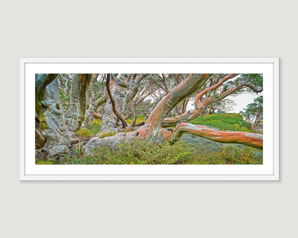 Framed photograph of a snow gum tree with green undergrowth.