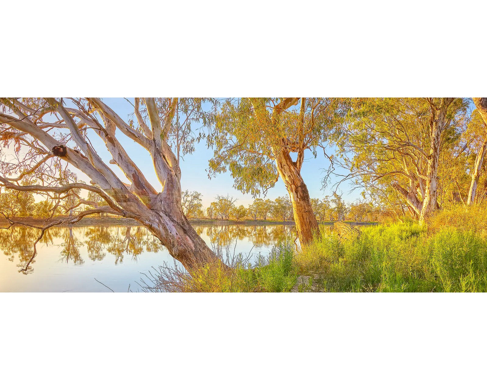 Murray Sunrise. Gum trees beside the Murray River at sunrise, South Australia.