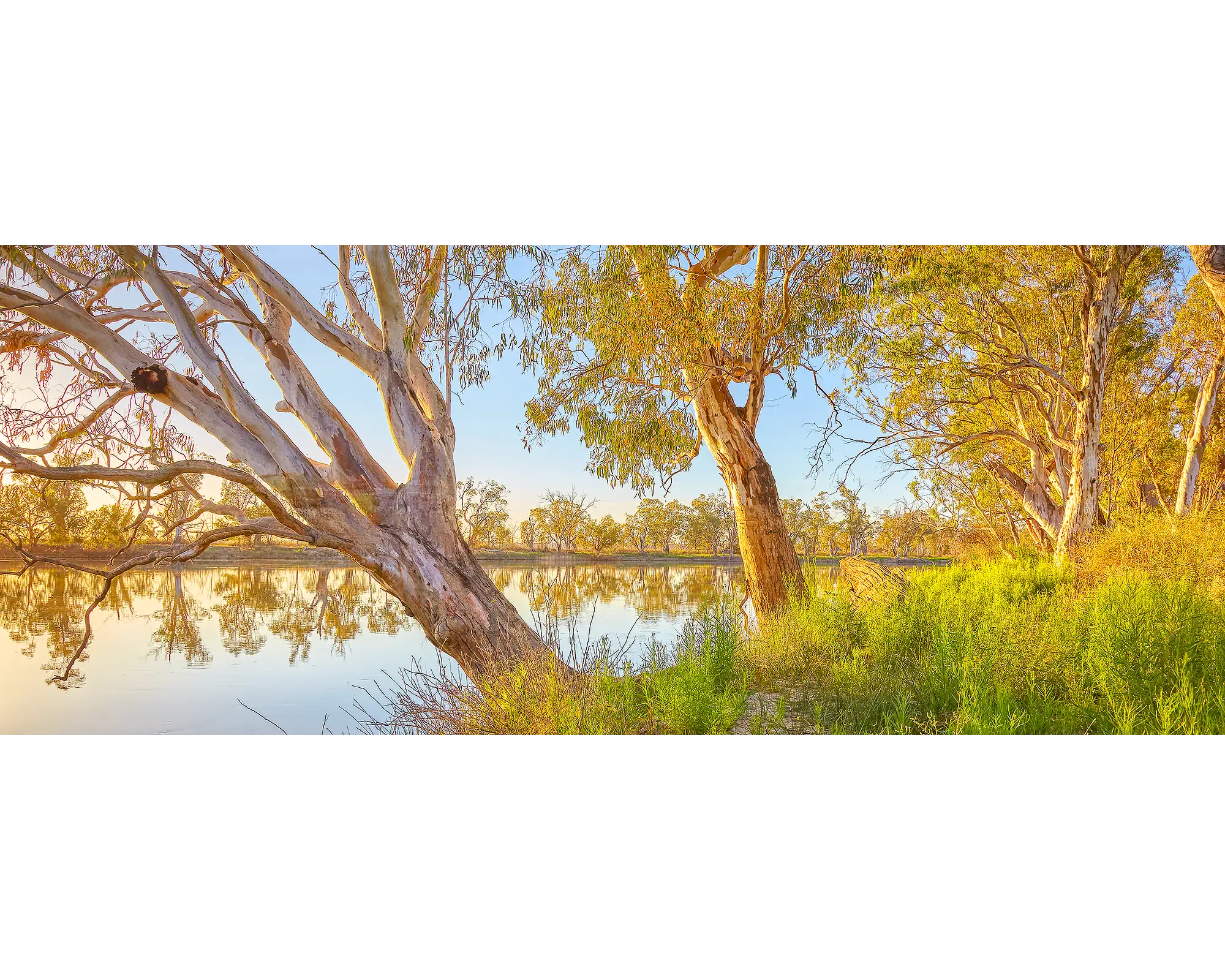 Murray Sunrise. Gum trees beside the Murray River at sunrise, South Australia.